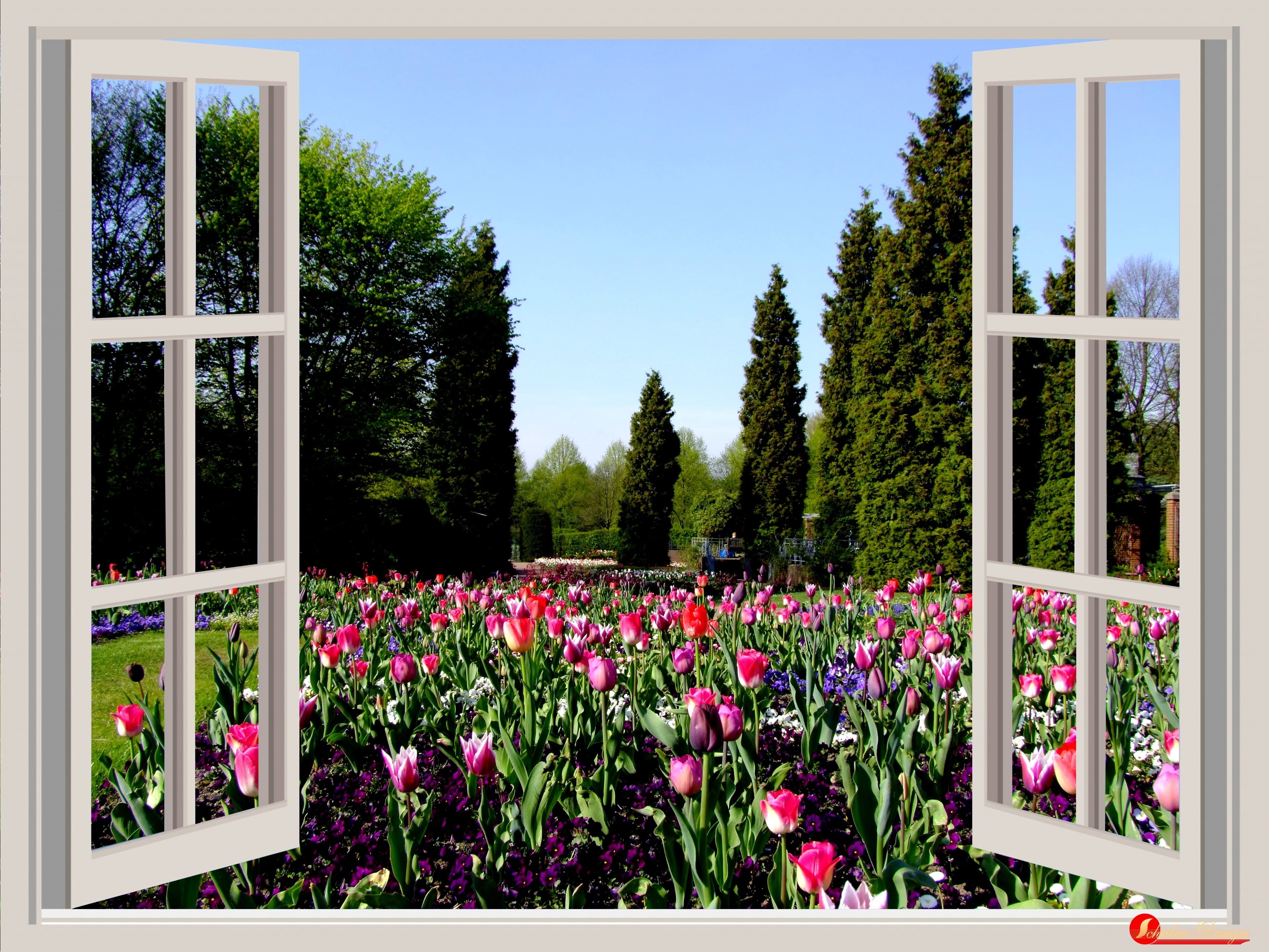 tulip field, vulnerability, outlook, wooden, red, no People, south park, colorful, 4K, residential Building, tulip bed, germany, clear sky, window, tree, HD Wallpaper