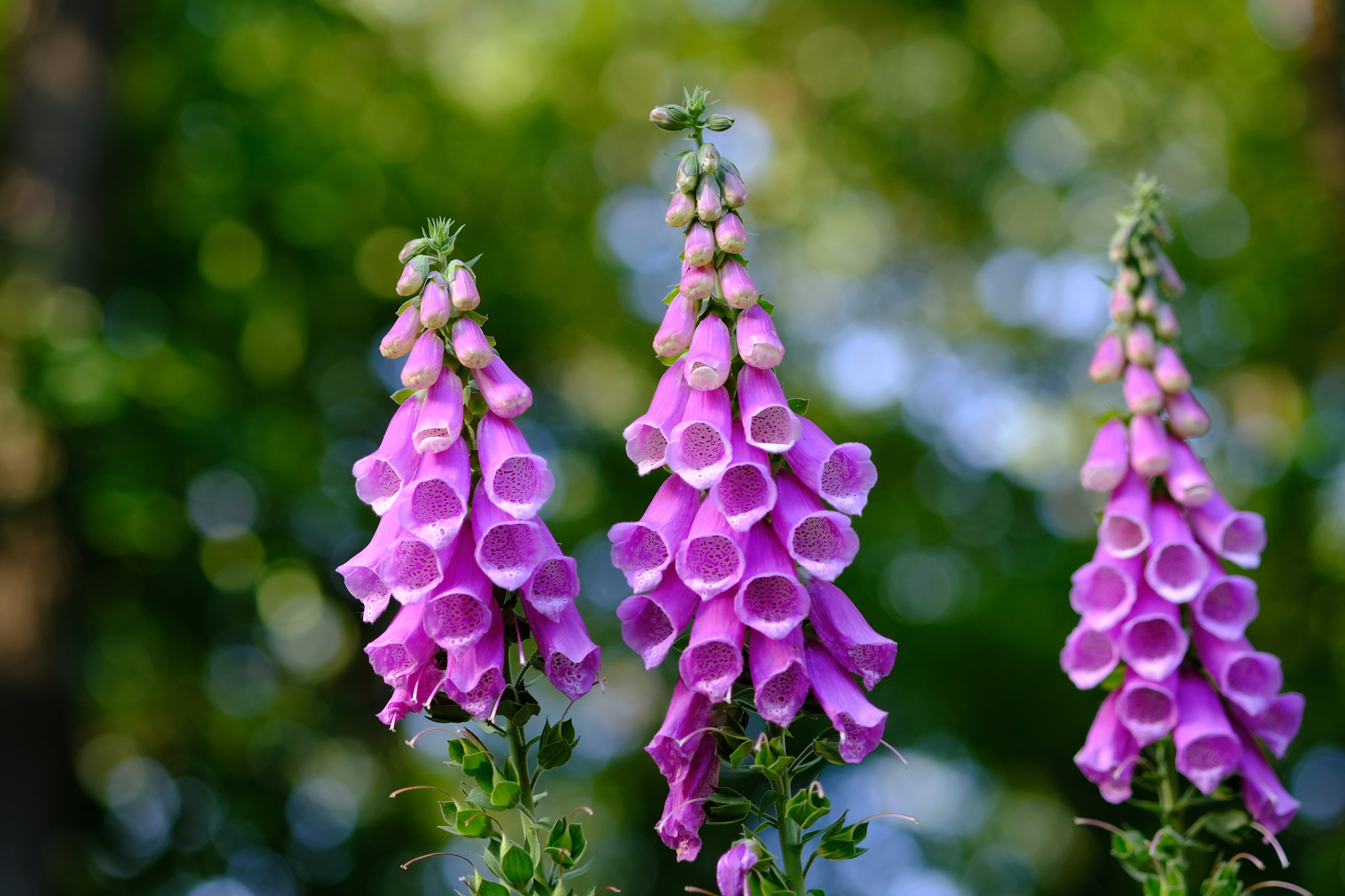 flowering plant, 5K, beauty in nature, points, Common Foxglove, vulnerability, focus, inflorescence, purple, fragility, freshness, colorful, flowers, tree, HD Wallpaper
