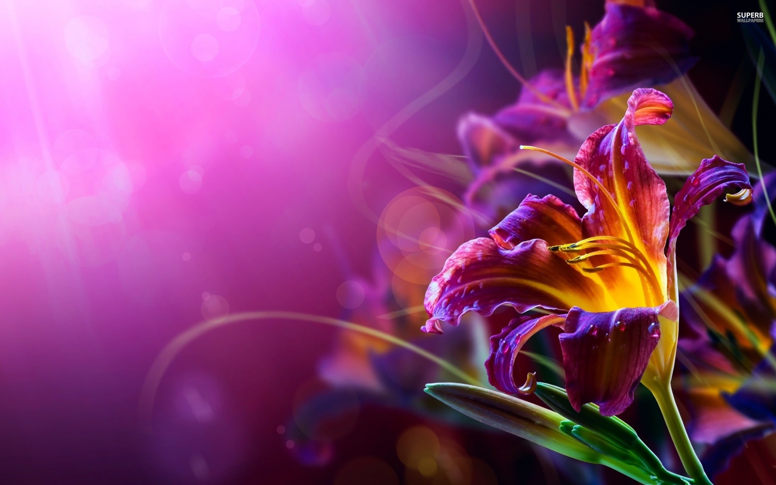 selective focus, pattern, abstract, space, selective, water, flowering plant, flower Head, beauty In Nature, backgrounds, red, pollen, defocused, decoration, HD Wallpaper