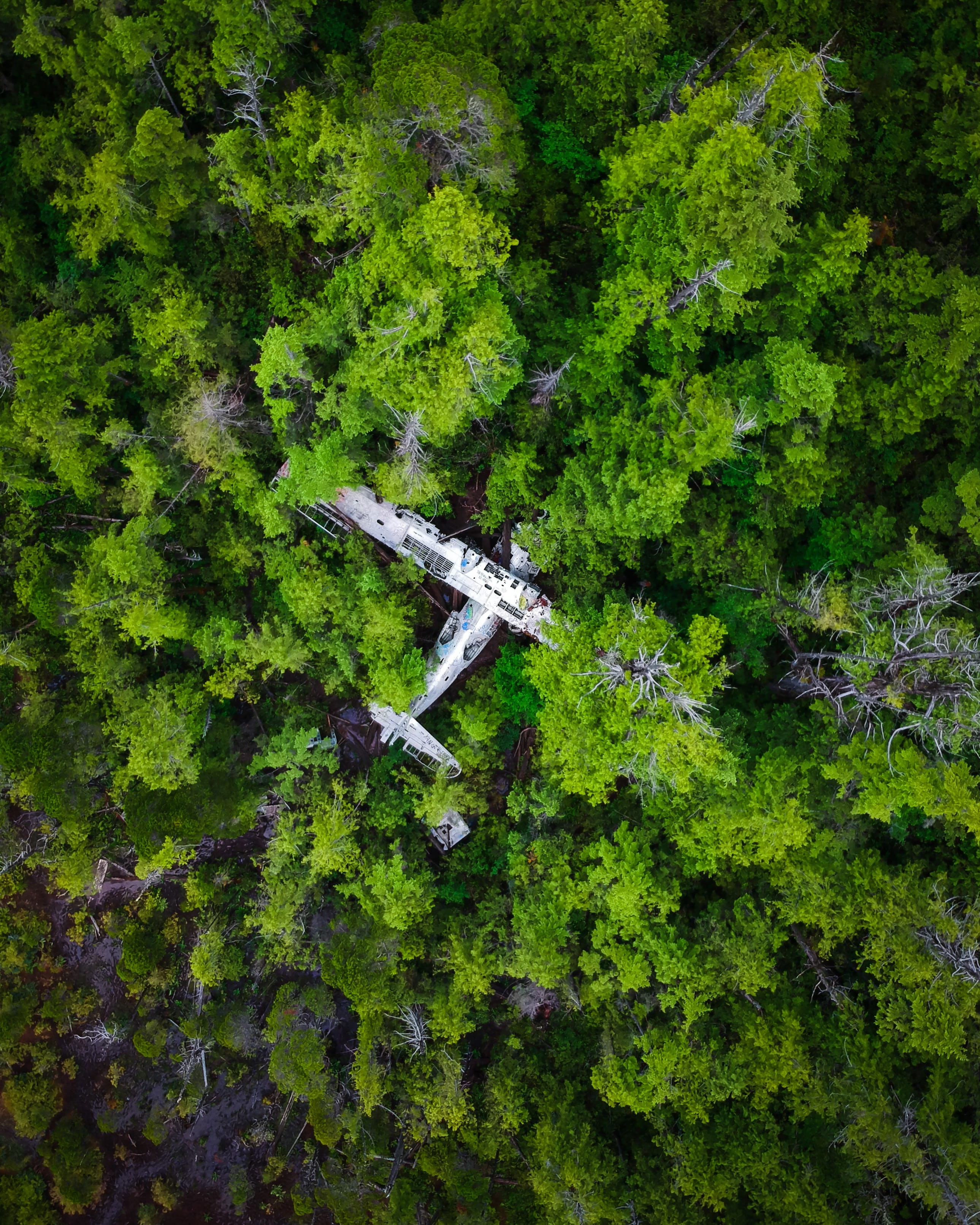 aircraft, hike, cross, aerial, plane, looking down, ww2, airplane, crash, war, forest, drone, abandoned, aerial view, christianity, aeroplane, woodland, Phone HD Wallpaper