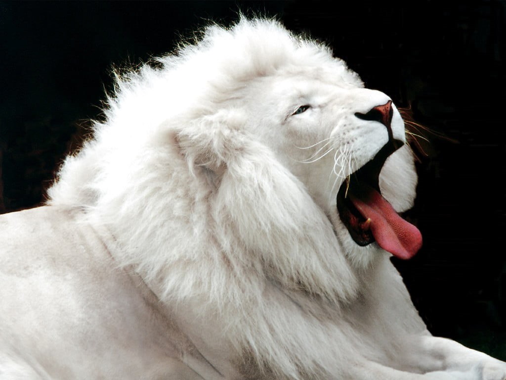 animal, cat, animal mouth, mammal, no people, albino, domestic, animal tongue, aggression, one animal, domestic animals, 480P, vertebrate, animals, animal teeth, HD Wallpaper