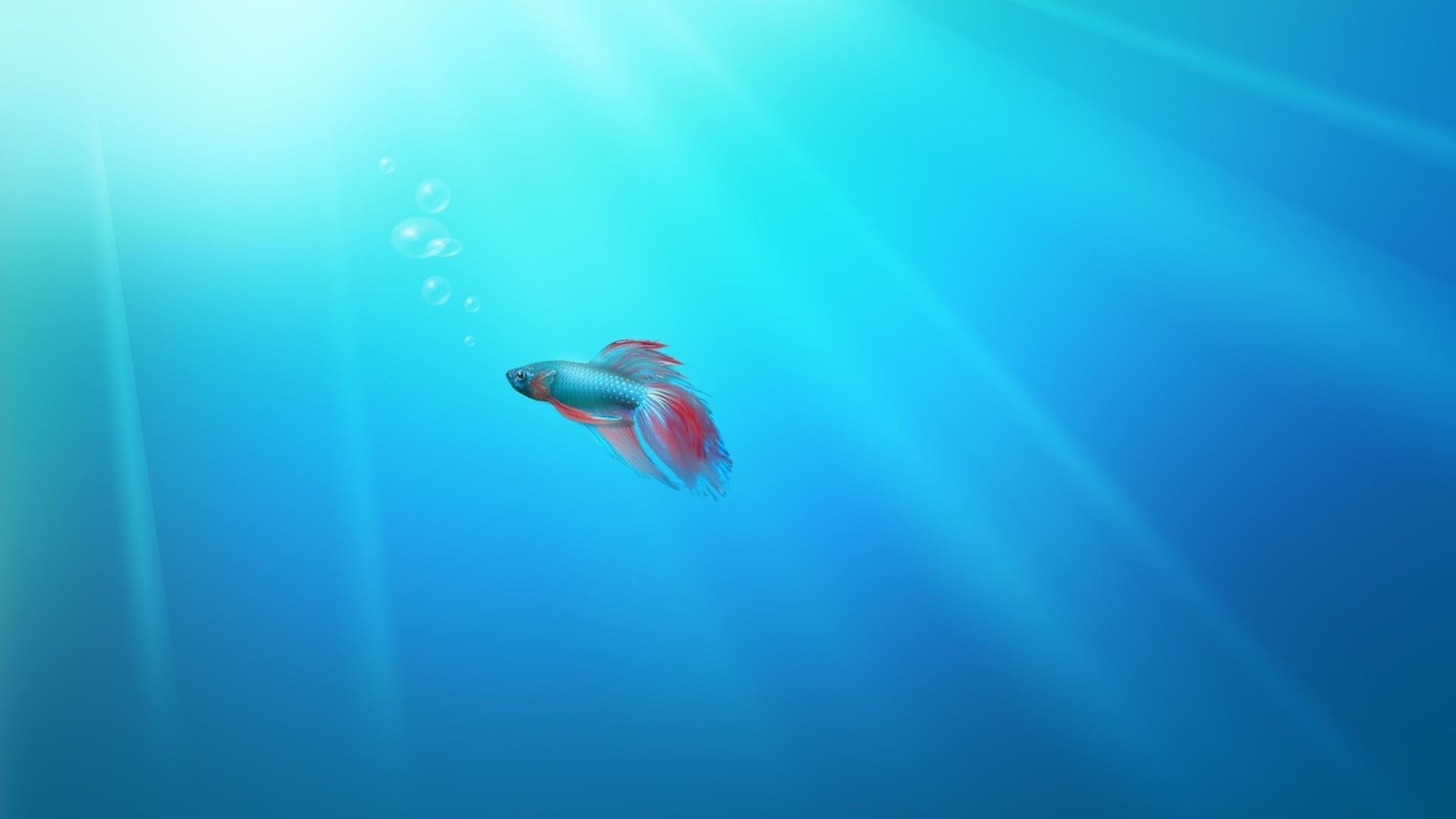 underwater, red, silver, bubbles, minimalism, animal, artwork, betta, animal wildlife, sea life, cyan, no people, swimming, 1080P, animal themes, marine, HD Wallpaper