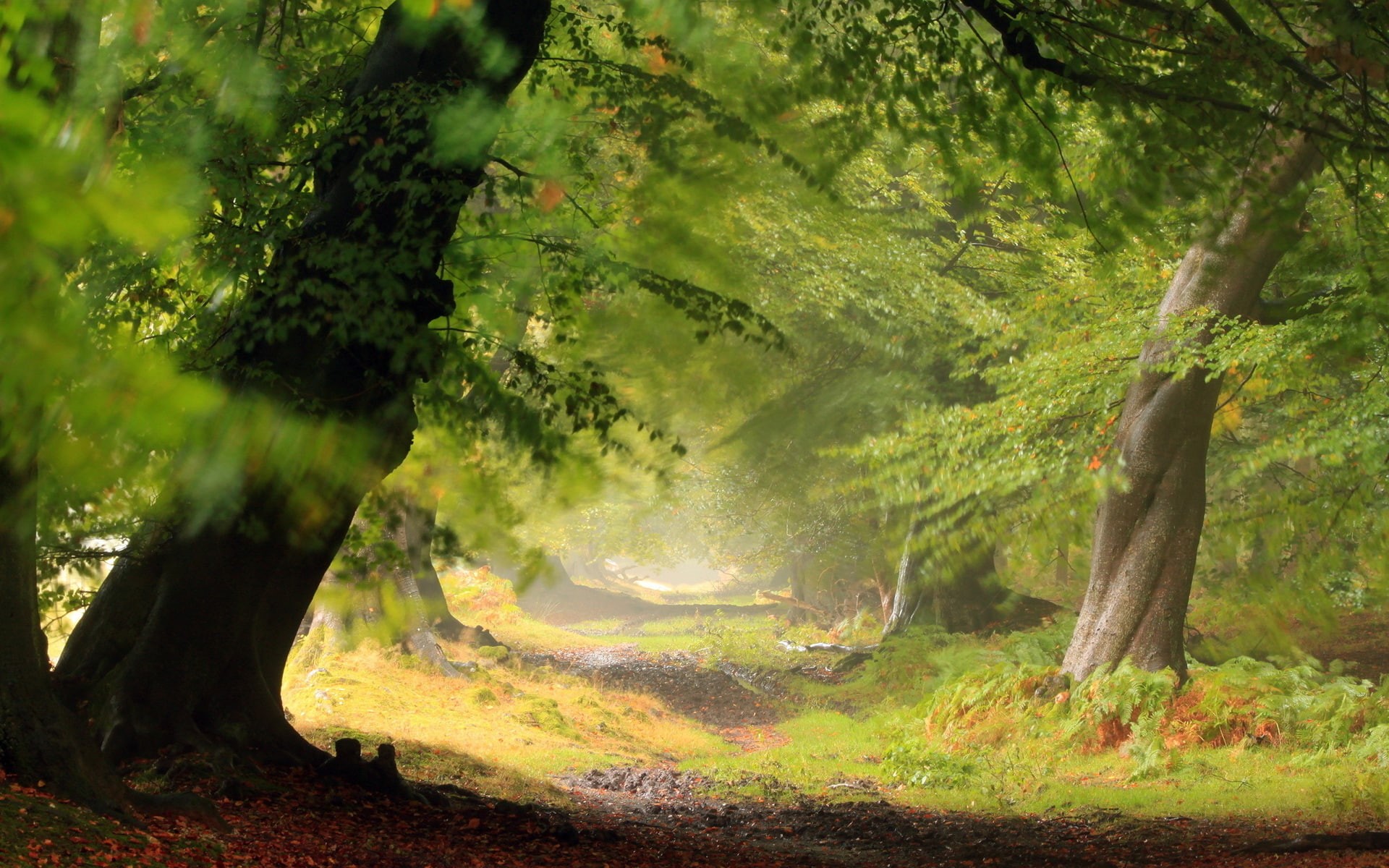 forest, trees, nature, green, hd, path, 1080P, illustratio, trail, HD Wallpaper
