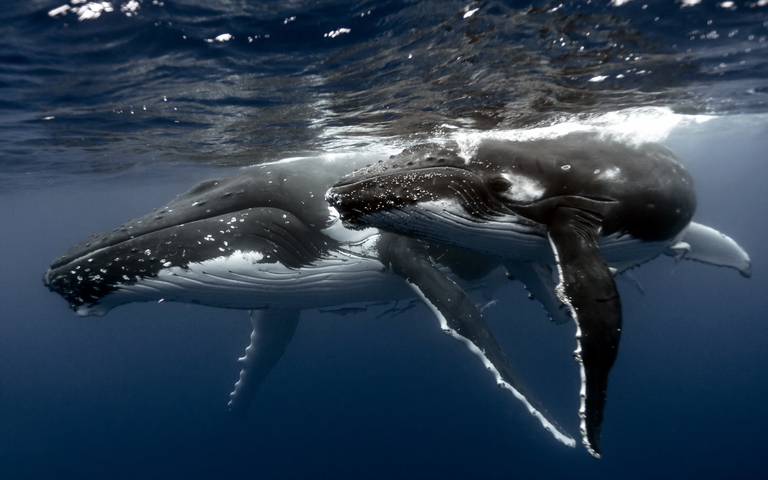 vertebrate, mammal, one animal, animal wildlife, animals in the wild, animal, sea, nature, blue, outdoors, 2K, undersea, aquatic mammal, animal themes, HD Wallpaper