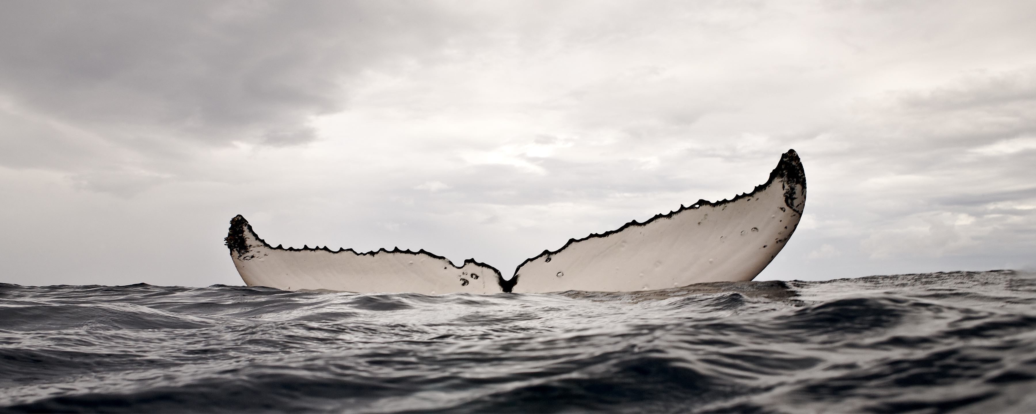 whale, no people, aquatic mammal, animal, sea life, underwater, marine, animal themes, cloud - sky, sky, outdoors, animal body part, sea, humpback whale, HD Wallpaper