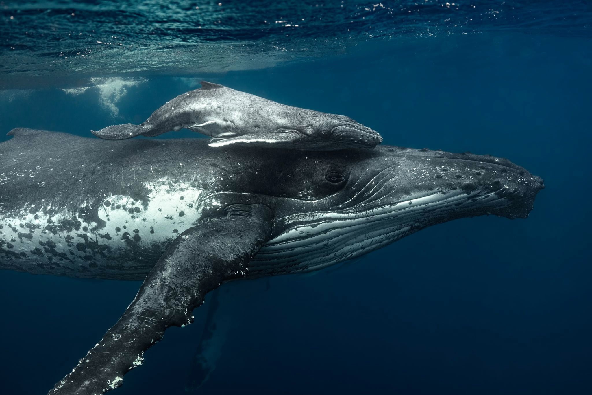 Whale, Sea Life, Animal, Underwater, Humpback Whale, 1080P, Baby Animal, HD Wallpaper