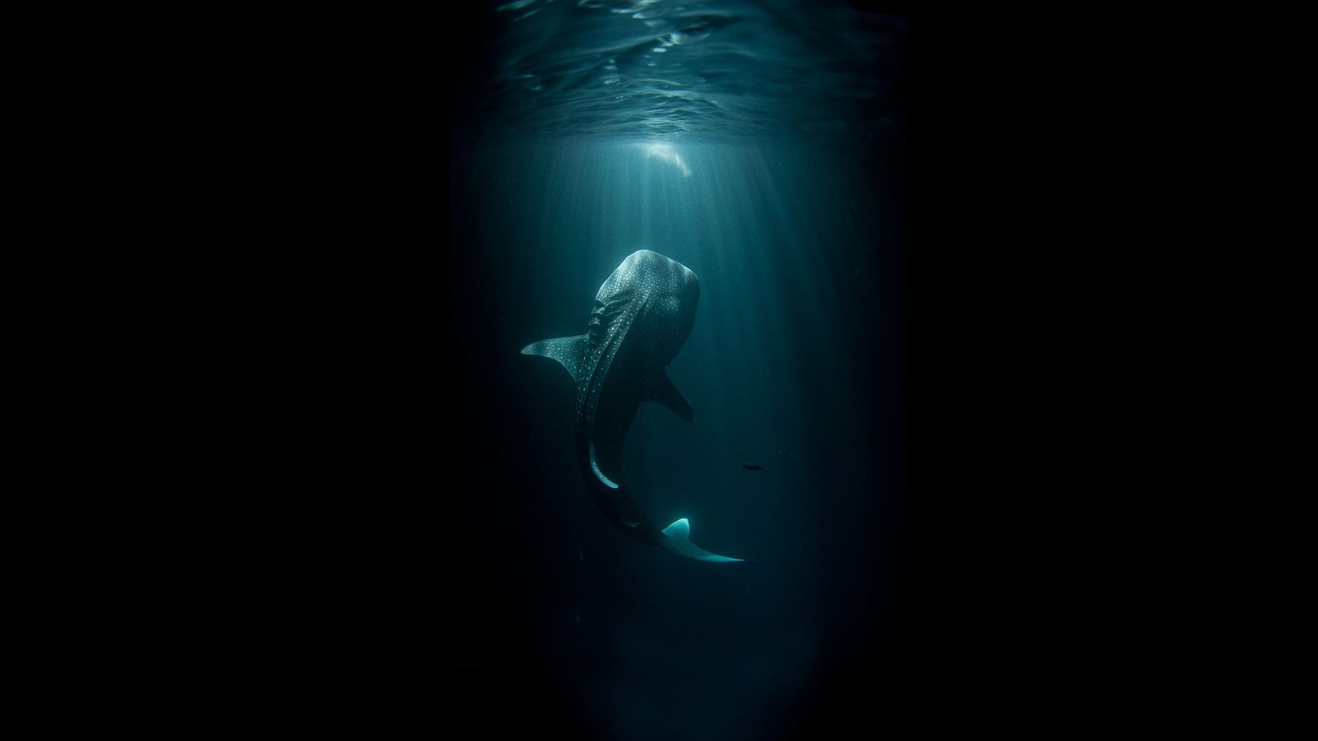 whale, hd, ocean, 1080P, fantasy, black, fish, underwater, HD Wallpaper