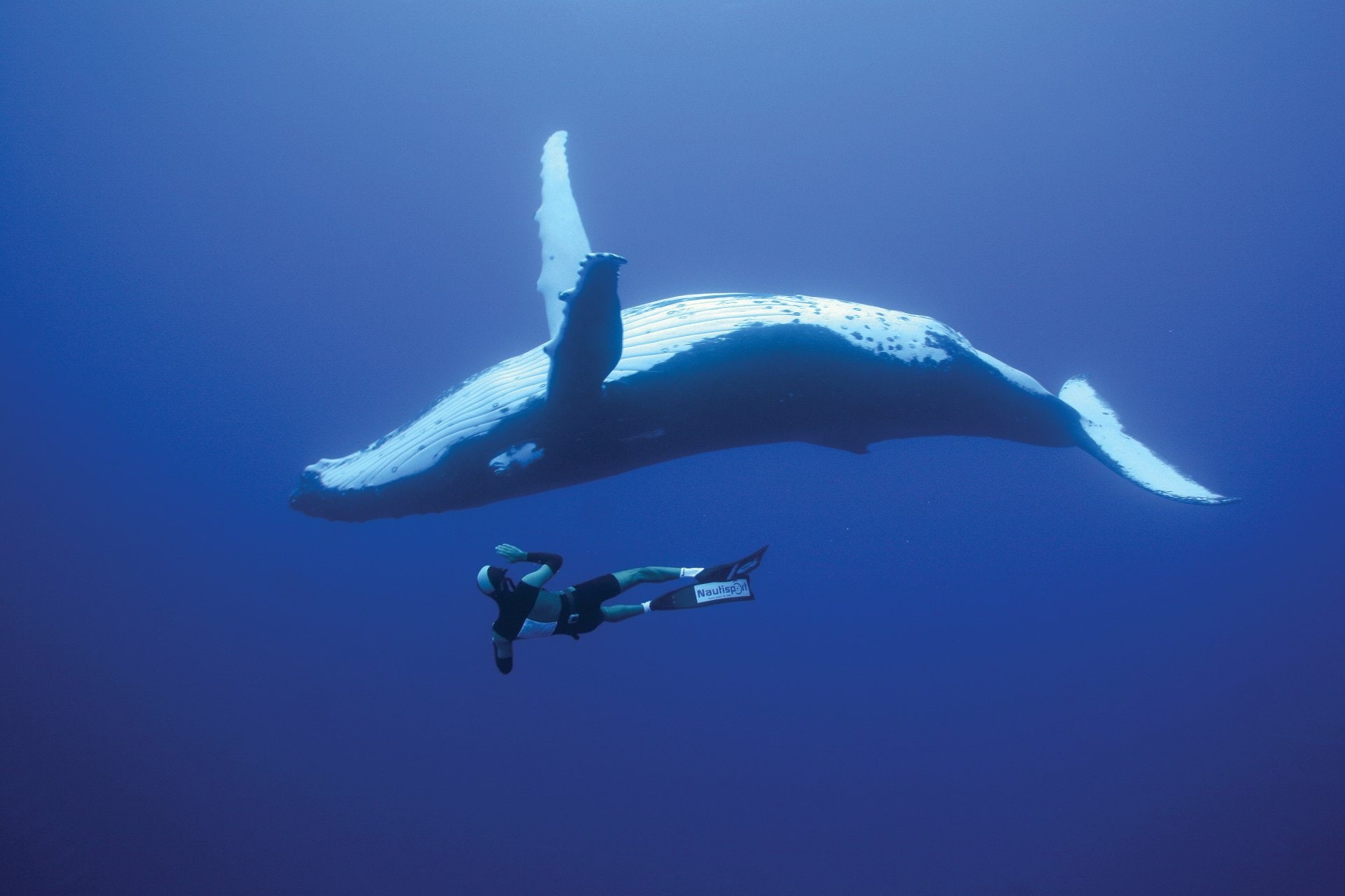 1080P, Animal, Whale, Humpback Whale, Diver, HD Wallpaper