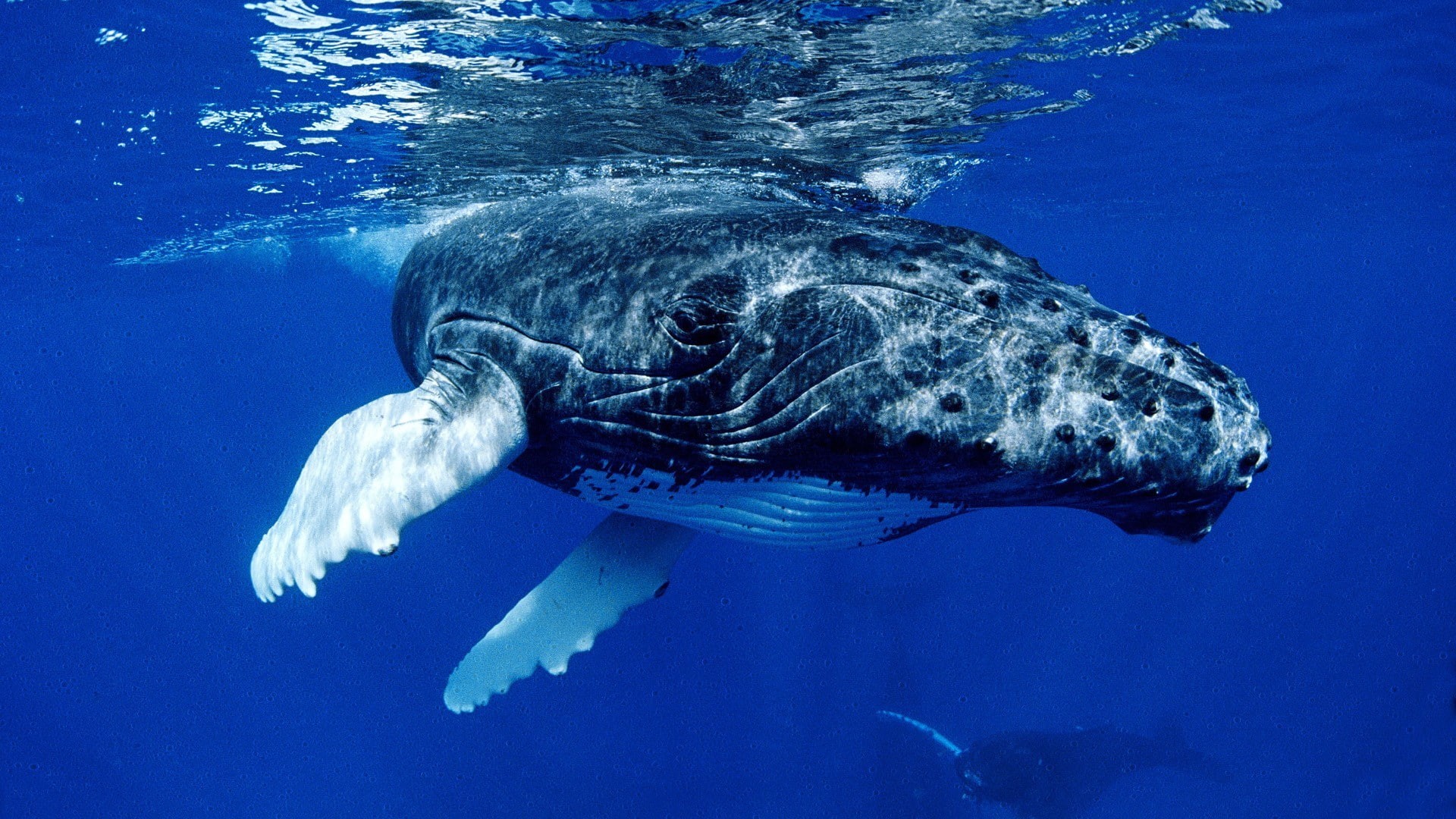 humpback whale, whale, 1080P, animals, HD Wallpaper