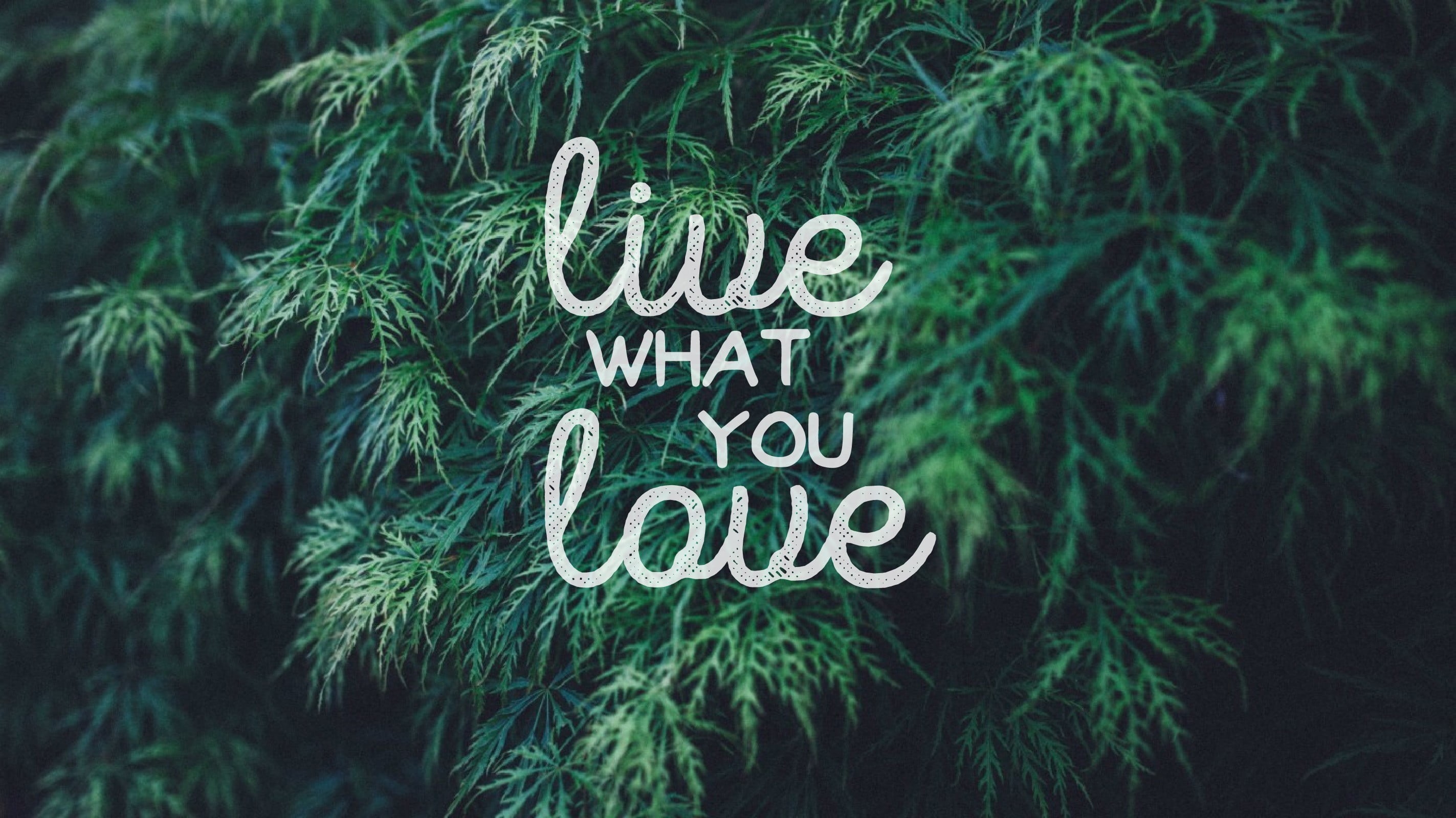 plant, outdoors, quote, no people, love, land, live, 2K, focus on foreground, growth, leaf, nature, western script, sign, coniferous tree, pine tree, plant part, HD Wallpaper