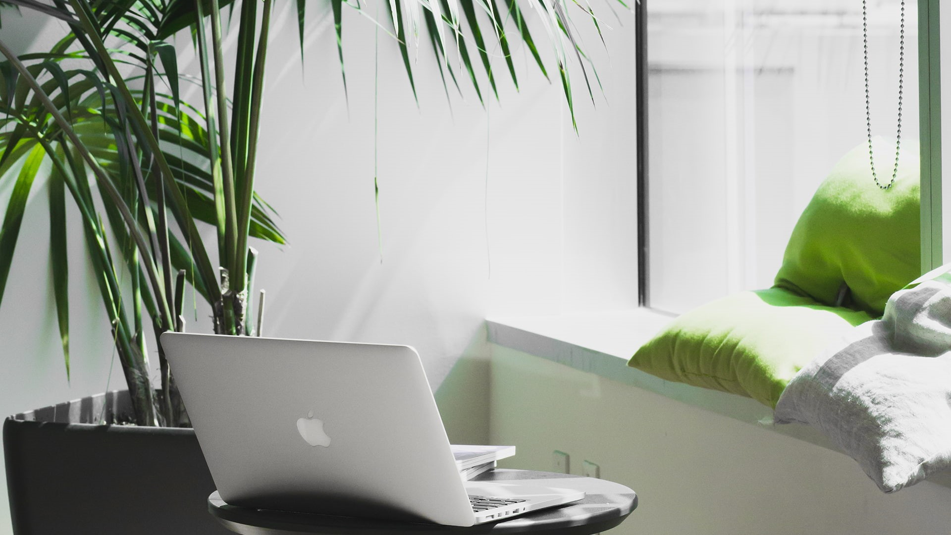 potted plant, no people, green color, furniture, indoors, computer, leaf, using laptop, photography, 1080P, communication, wireless technology, home interior, HD Wallpaper