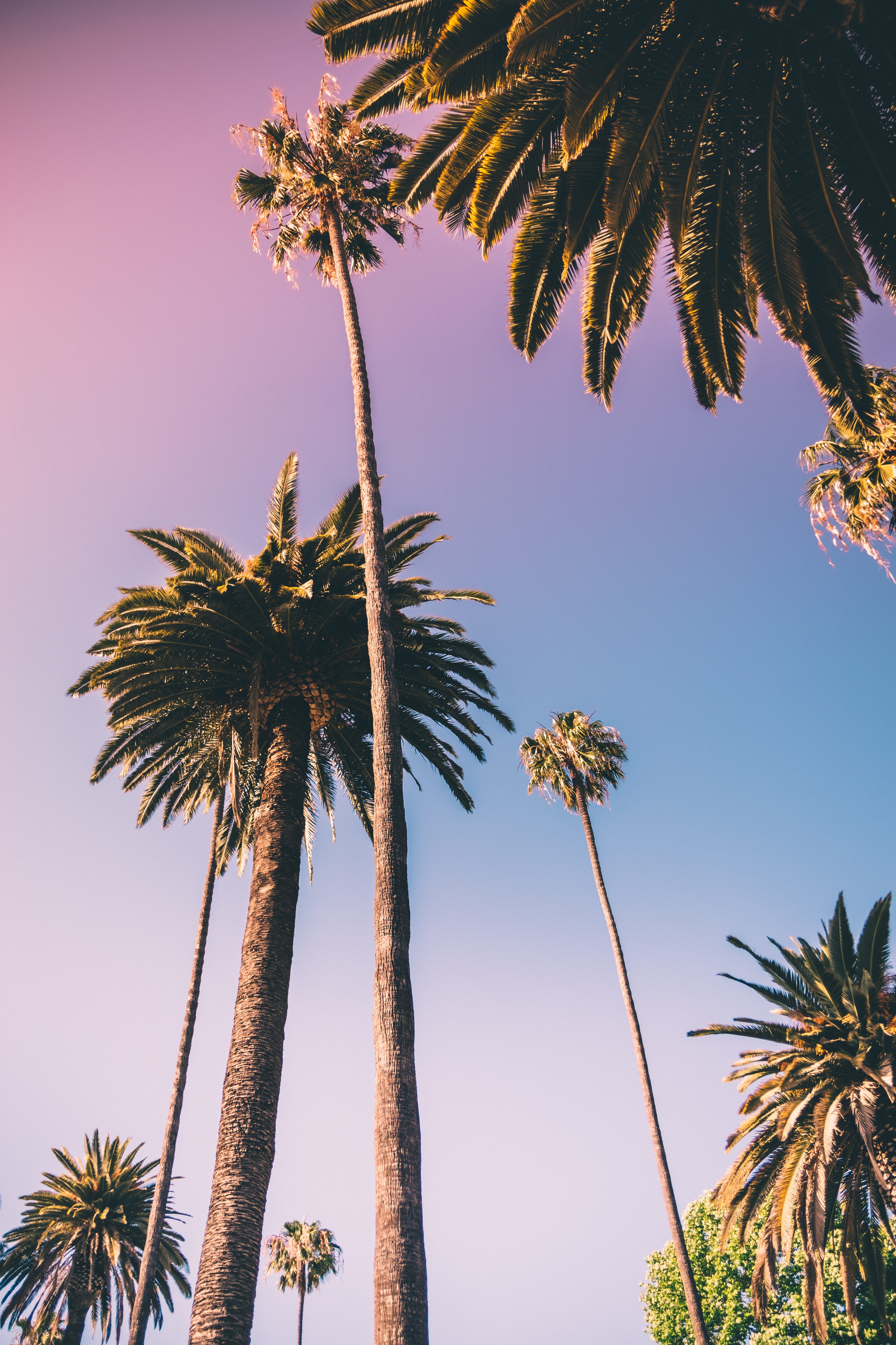 rodeo drive, no people, 5K, tropical climate, tranquility, sky, californium, beauty in nature, lorax, low angle view, palm, west coast, summer, palm tree, Phone HD Wallpaper
