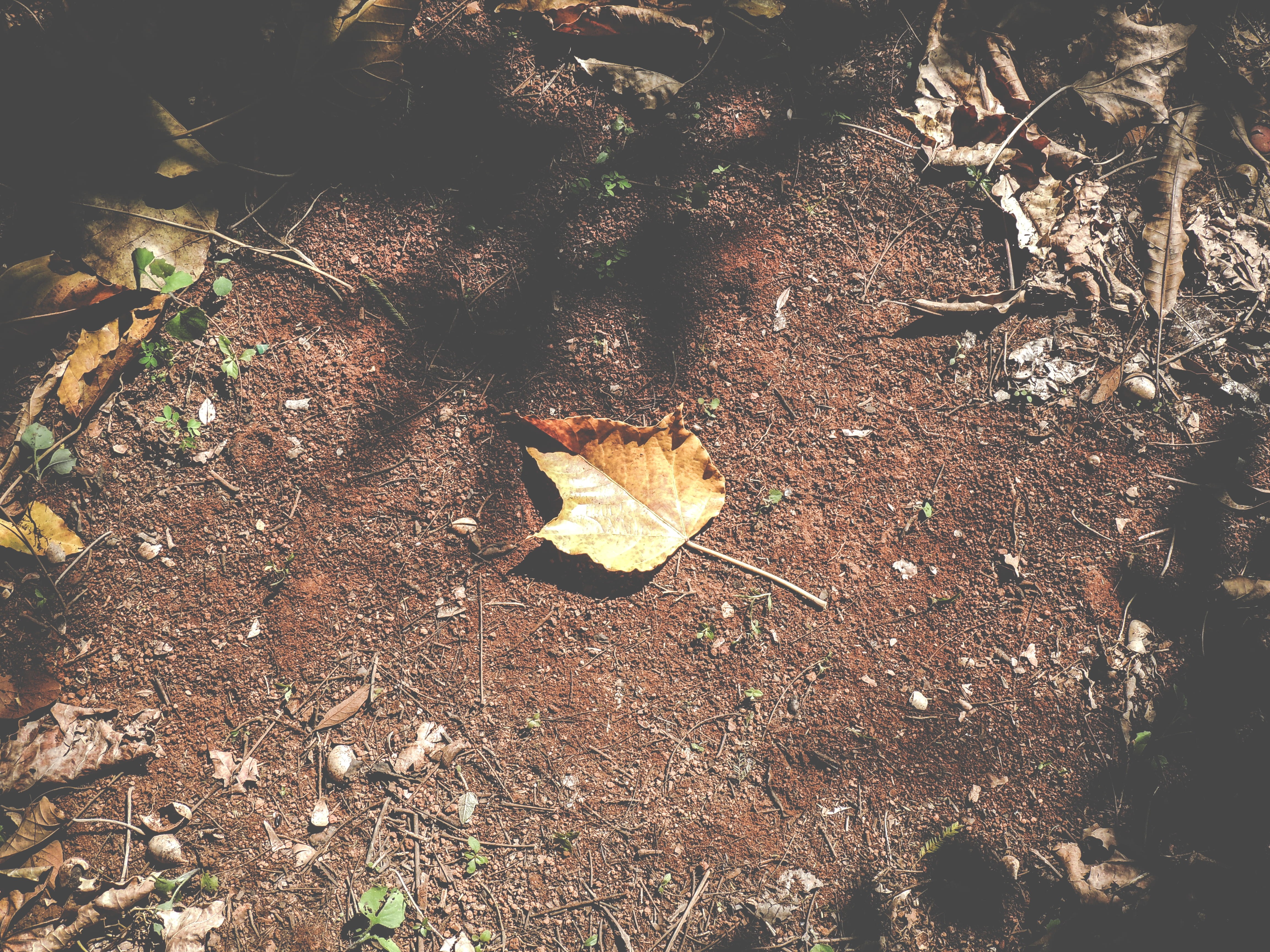 field, land, leaf, nature, sunlight, plant, leaves, falling, day, tree, dry leaf, maple leaf, autumn, plant part, brasília, brazil, dried, clay, tranquility, HD Wallpaper