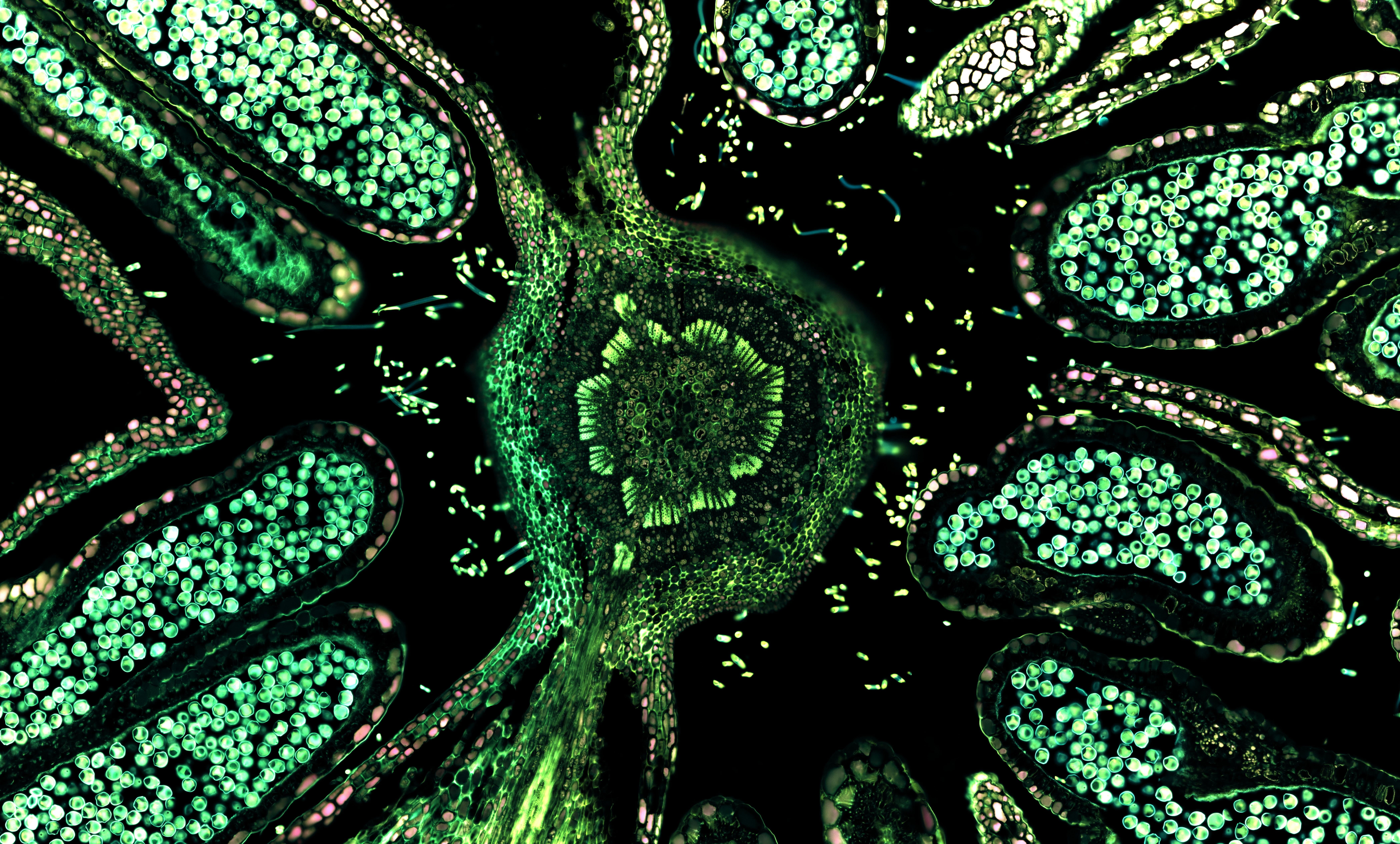 biology, three dimensional, science, backgrounds, close-up, indoors, healthcare and medicine, biology , green color, trippy, no people, 8K, education, HD Wallpaper