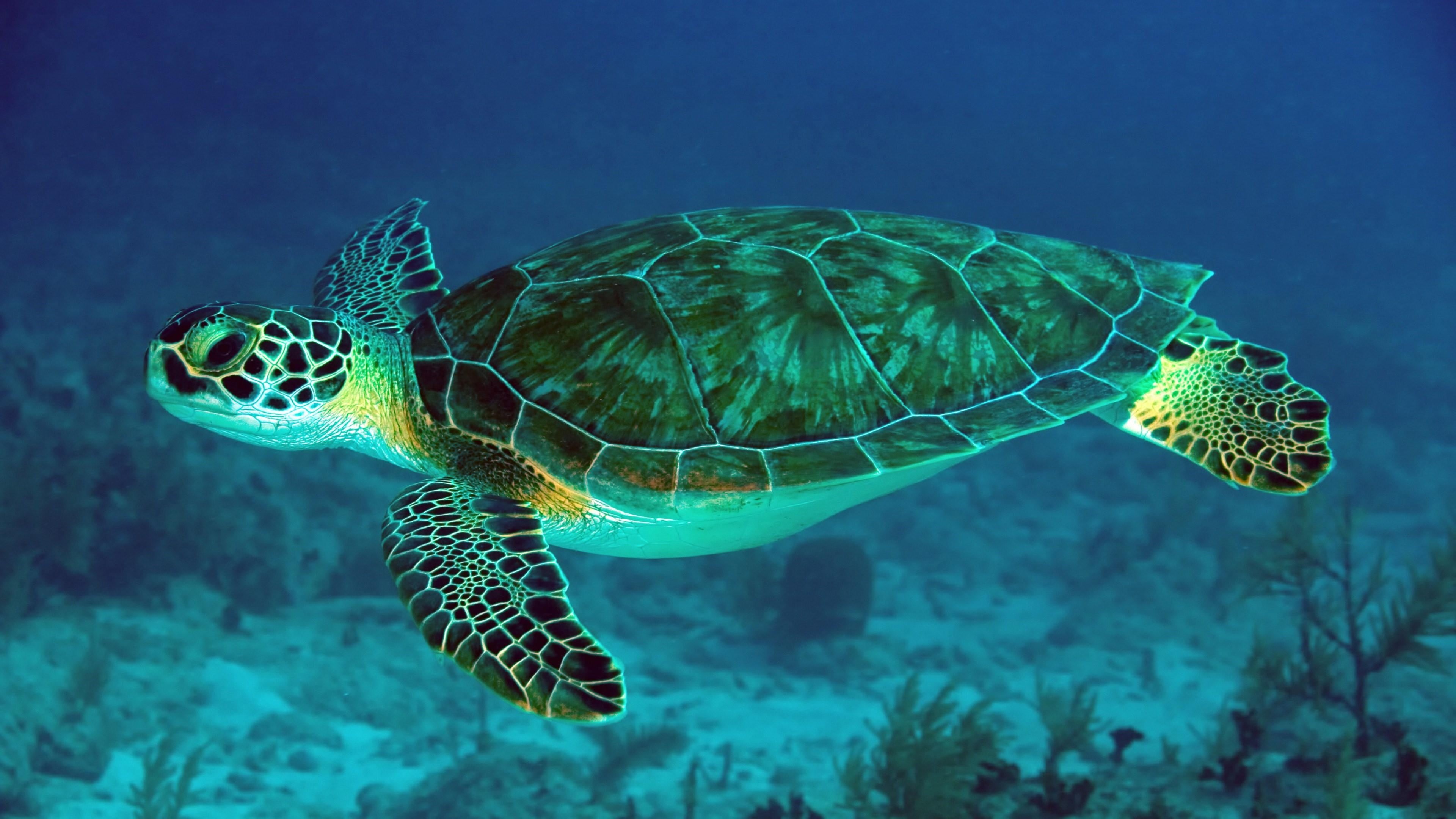 animal, one animal, underwater, nature, fish, leatherback turtle, undersea, 4K, no people, water, animals in the wild, marine biology, animal themes, swimming, HD Wallpaper