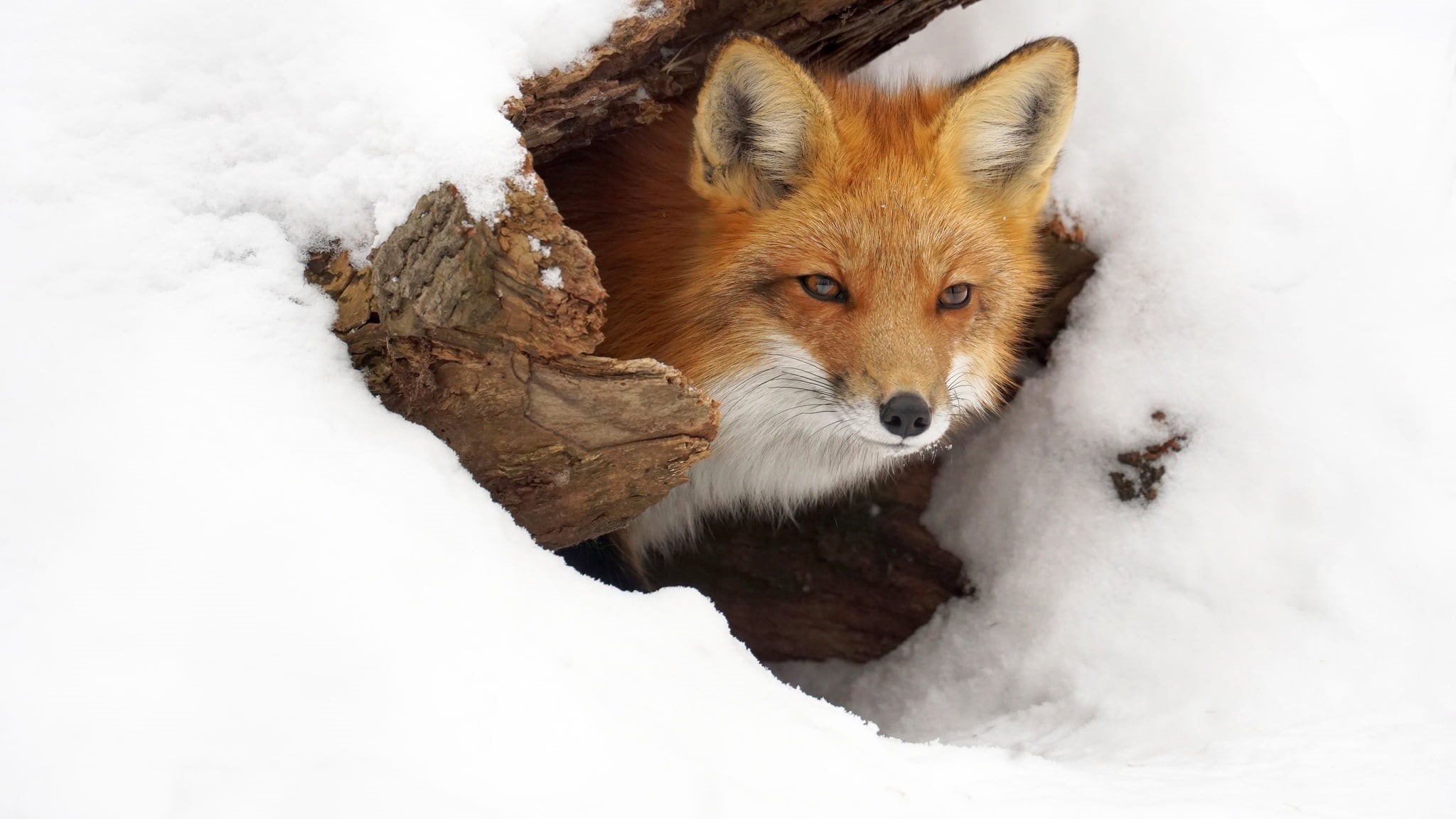 Nora, face, Fox, snow, winter, 1080P, HD Wallpaper