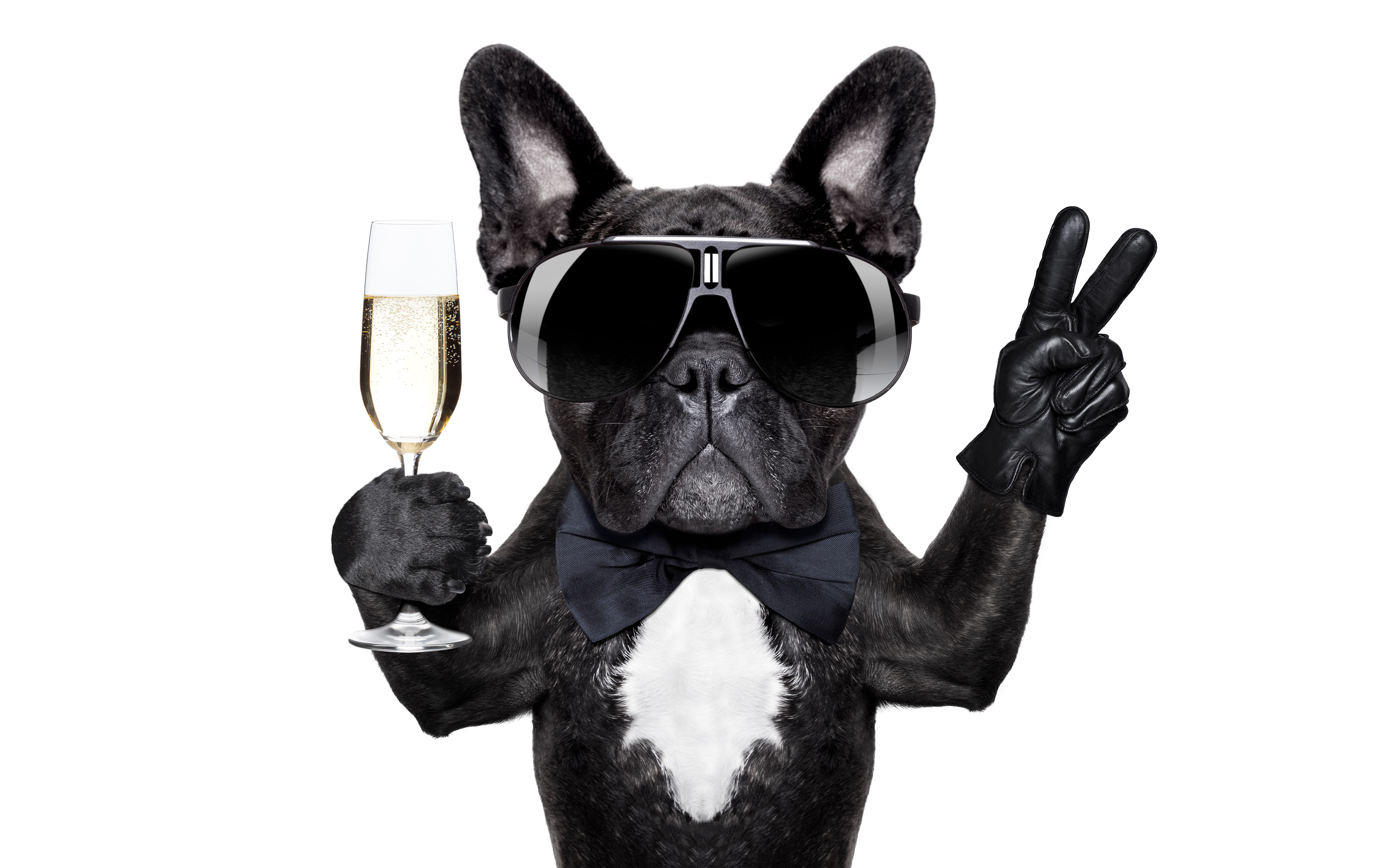 meme, people, dog, mammal, fashion, vertebrate, domestic animals, sunglasses, 8K, domestic, one animal, gesture, black, portrait, humor, fingers, bulldog, HD Wallpaper