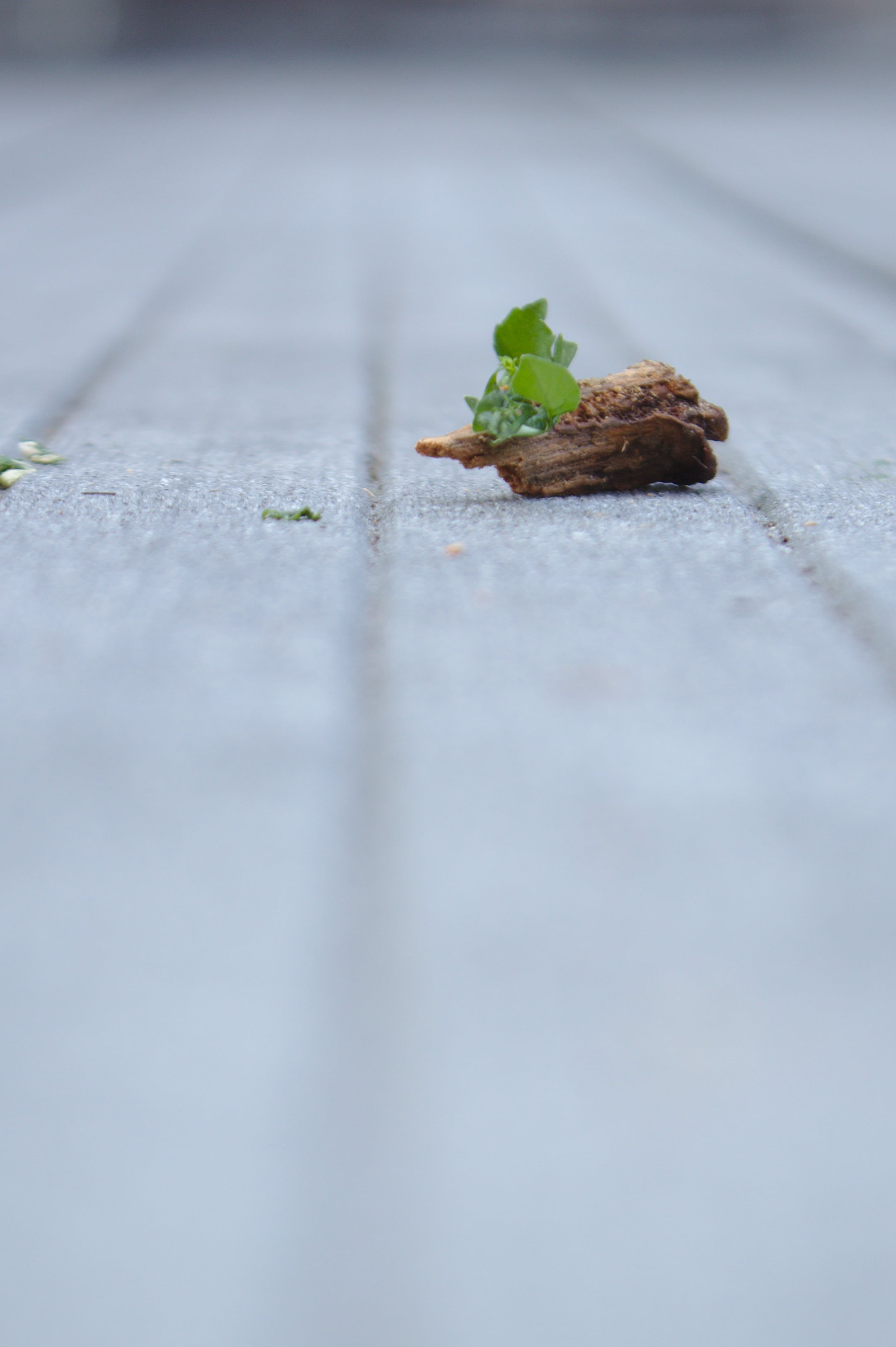 asphalt, leaves, copy space, city, wood, plant, outdoors, street, day, concrete, no people, surface level, leaf, close-up, plant part, branch, selective focus, Phone HD Wallpaper