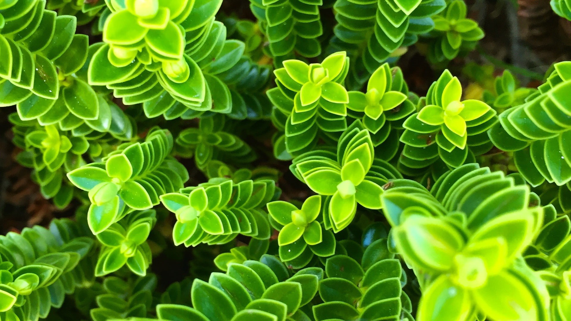 leaf, flora, 1080P, botany, leaves, nature, green, plant, growth, HD Wallpaper
