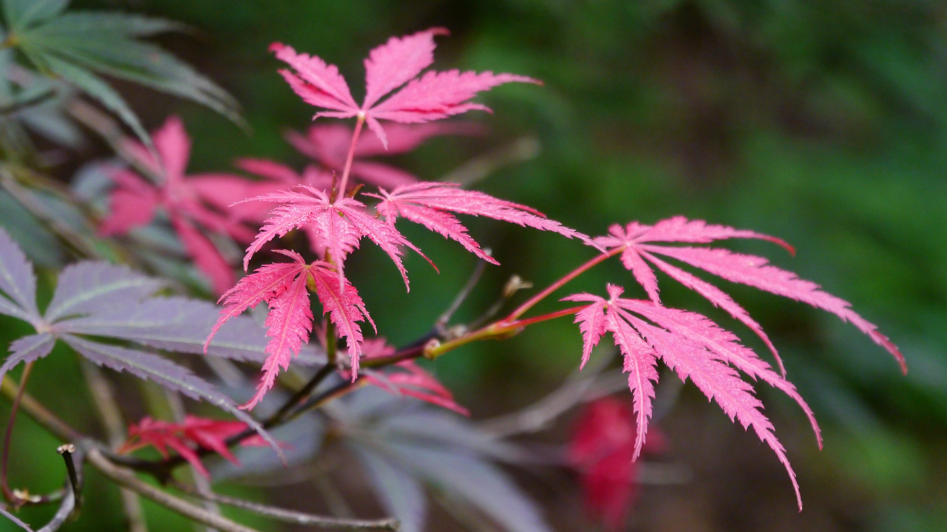 lacey, dwarf, plant part, maple leaves, freshness, maple tree pictures, japanese, vulnerability, acer palmatum, close-up, nature, leaf, macro photo, green color, HD Wallpaper