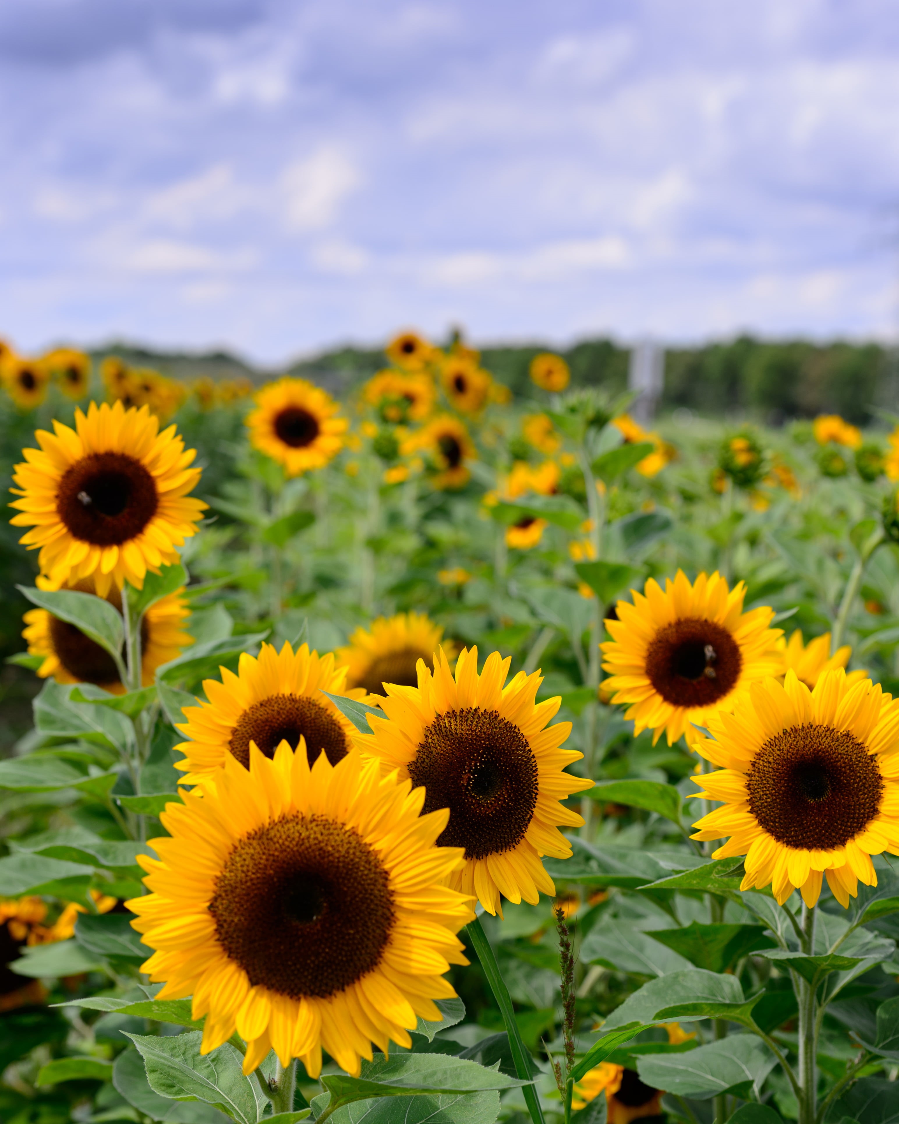 rural Scene, nature, flower, yellow, sky, 4K, outdoors, summer, farm, sunflower, field, Sunflowers, nikon  d4, growth, agriculture, plant, Phone HD Wallpaper