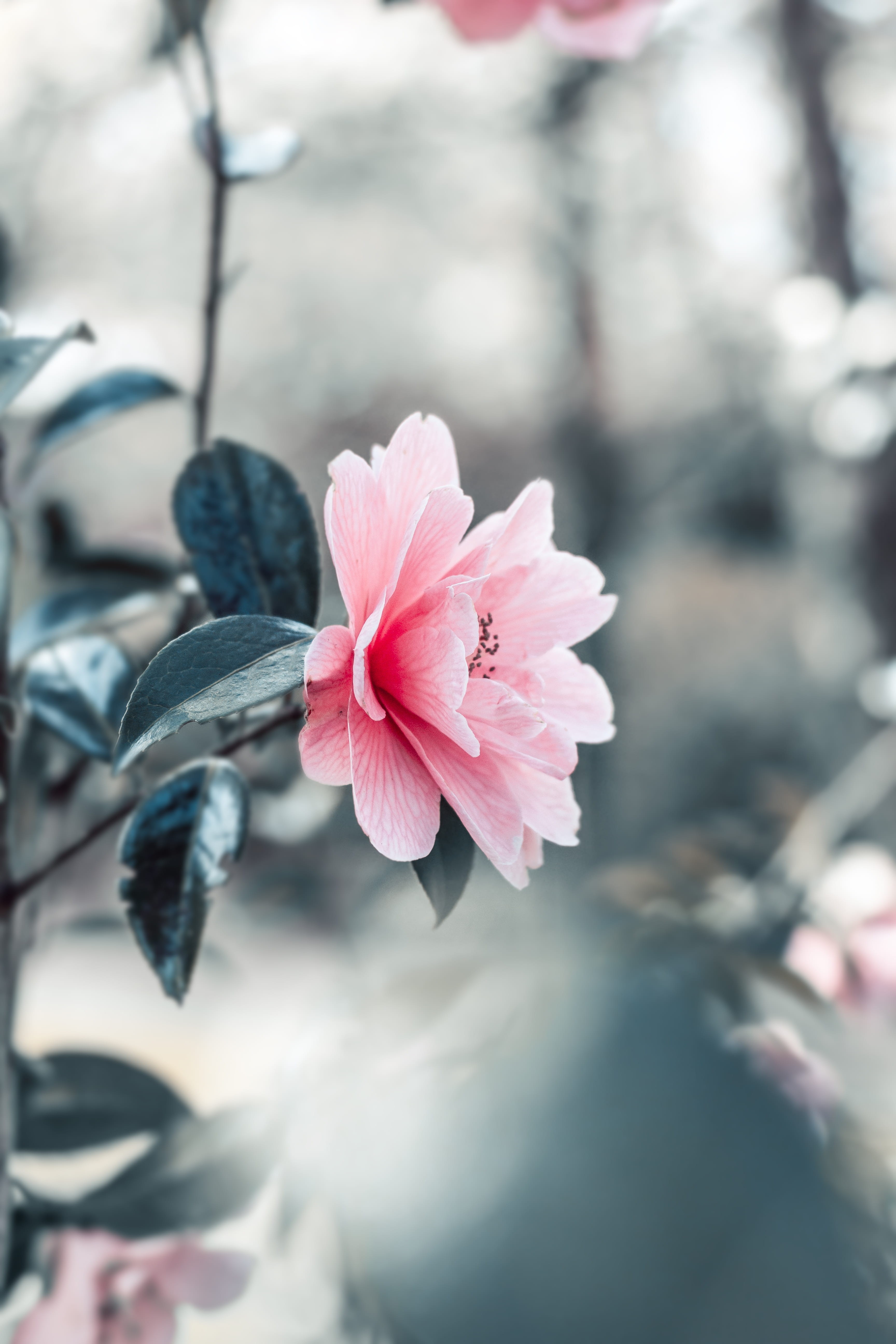 flora, petaled, springtime, freshness, focus on foreground, colourful, pink color, beautiful flowers, photography, cherry blossom, day, inflorescence, plant, Phone HD Wallpaper