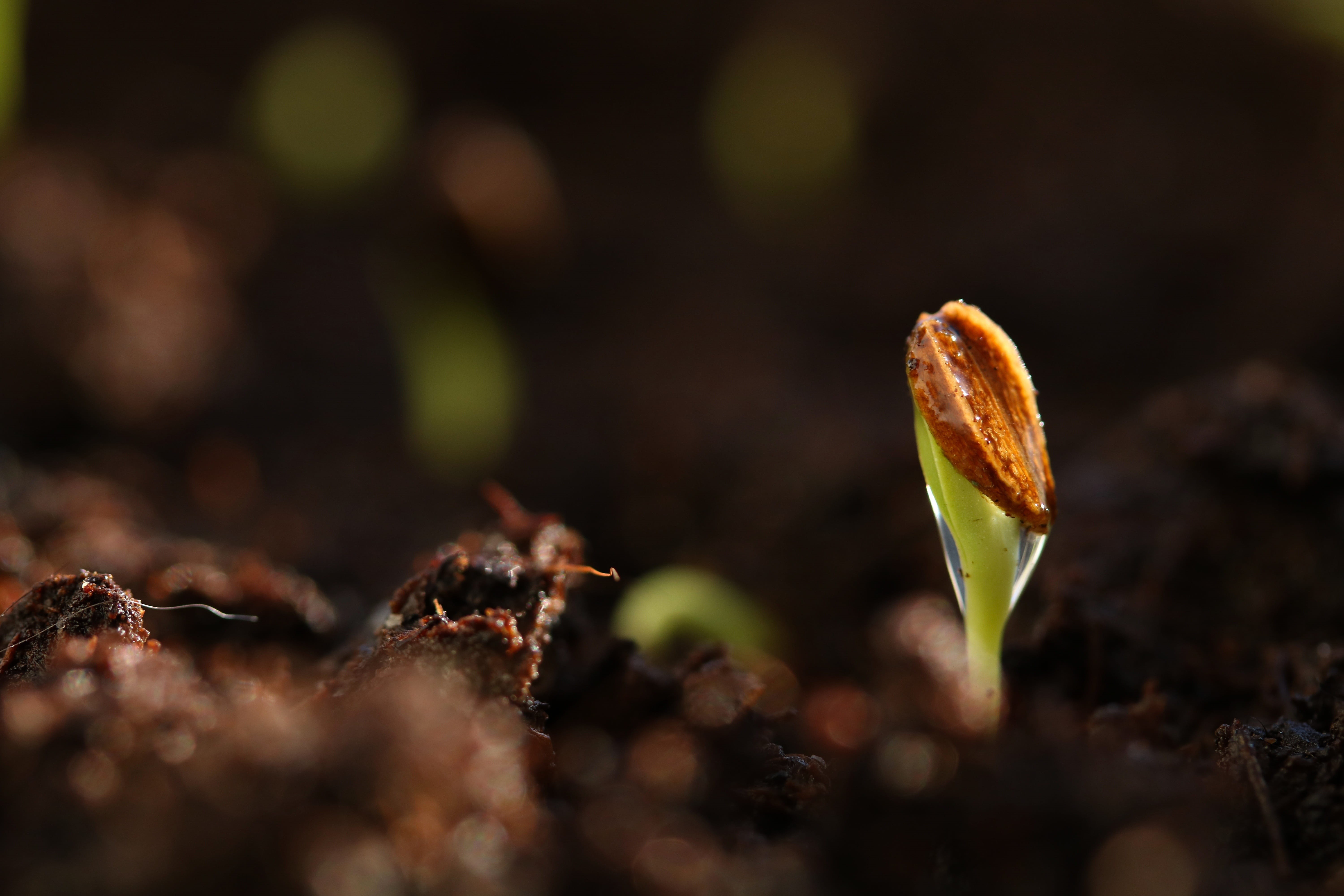 outdoors, germinate, land, dirt, new life, leaf, nature, food, gardening, vulnerability, the growth of the, green, plant, no people, germination, bet, day, HD Wallpaper