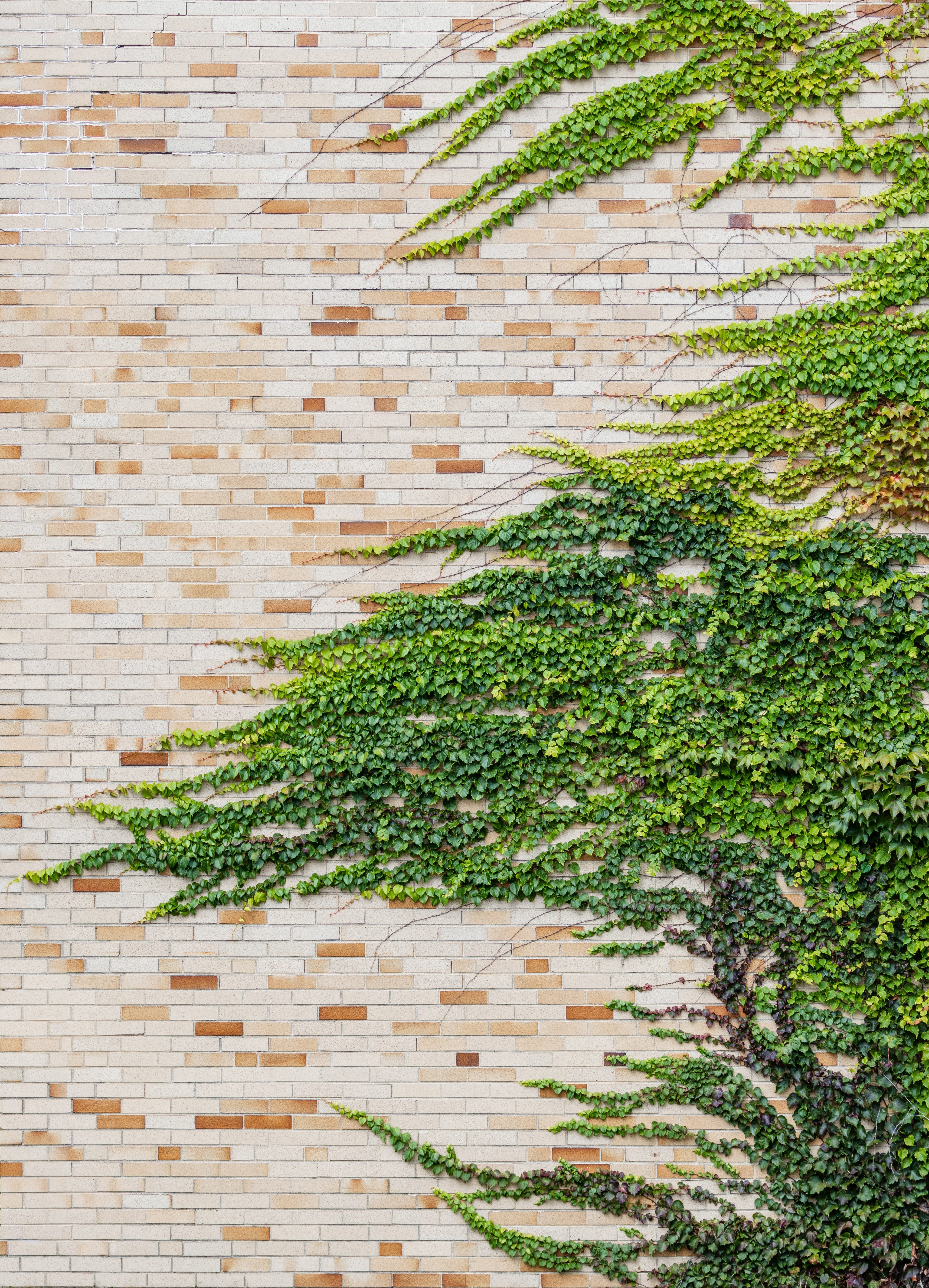 green color, 5K, no people, ivy, building exterior, leaf, exterior, wall, built structure, close-up, plant, wood - material, gardening, brick wall, growth, Phone HD Wallpaper