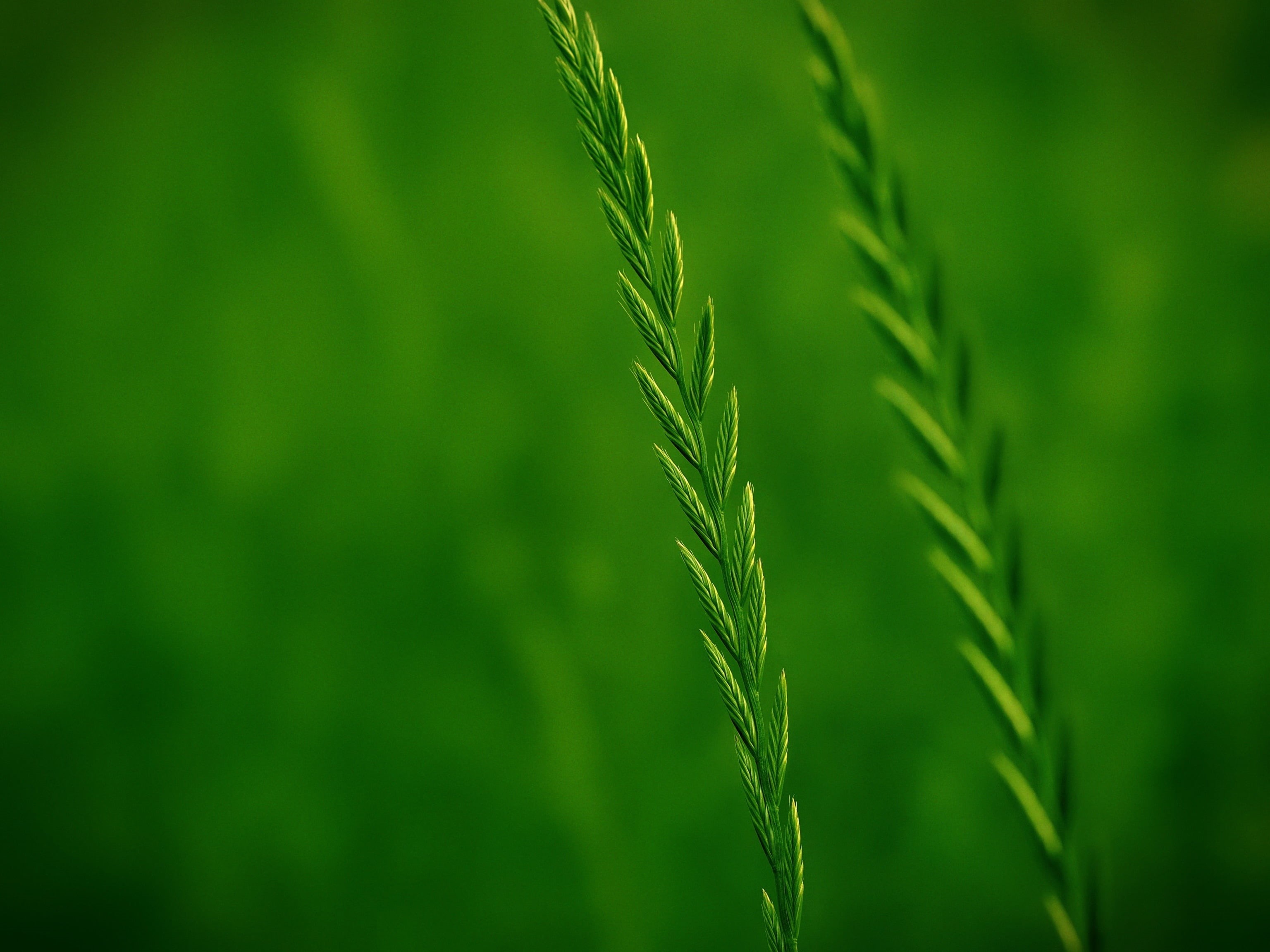 freshness, plant, green Color, green, macro, 2K, nature, summer, leaf, close-up, grass, photography, growth, shallow, focus, HD Wallpaper