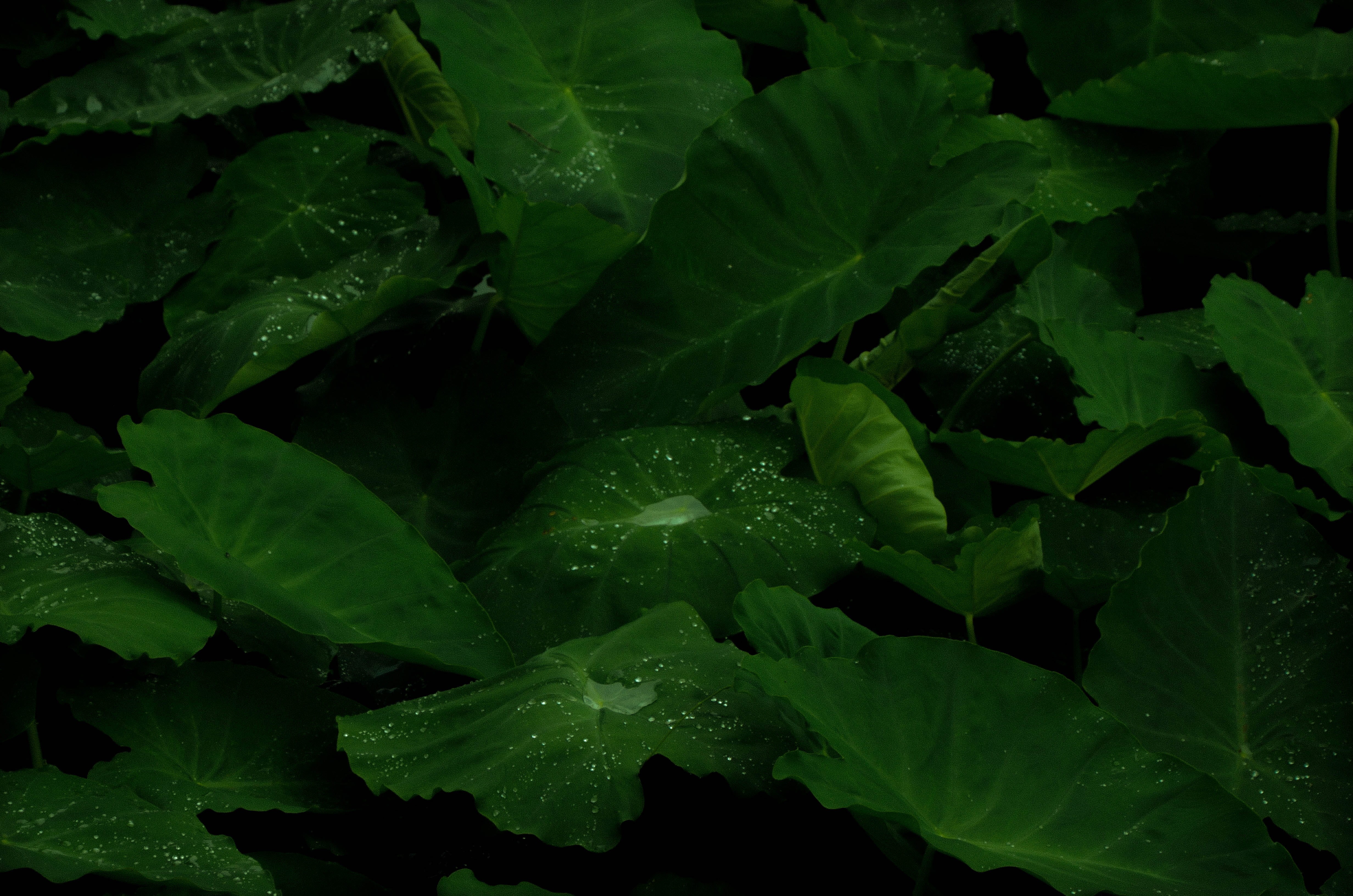 drop, plants, wet, freshness, nature, growth, green, plant, plant part, raindrops, leaves, lush, taro, 4K, leaf, photography, raindrop, macro, food and drink, HD Wallpaper