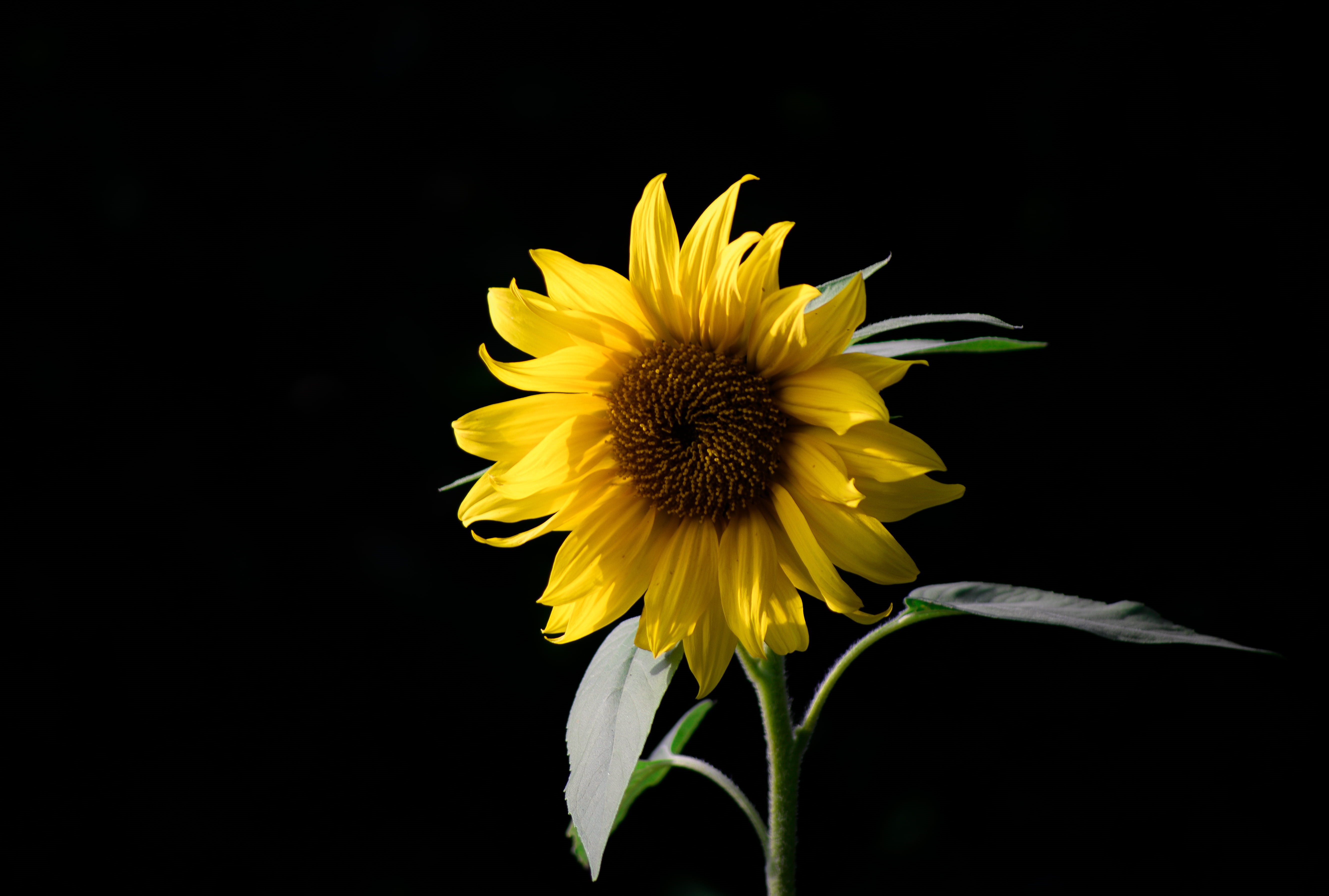 flower, fragility, pollen, plant, nature, color, studio shot, close-up, blossom, 5K, outdoors, beauty in nature, petal, blooming, bright, inflorescence, HD Wallpaper
