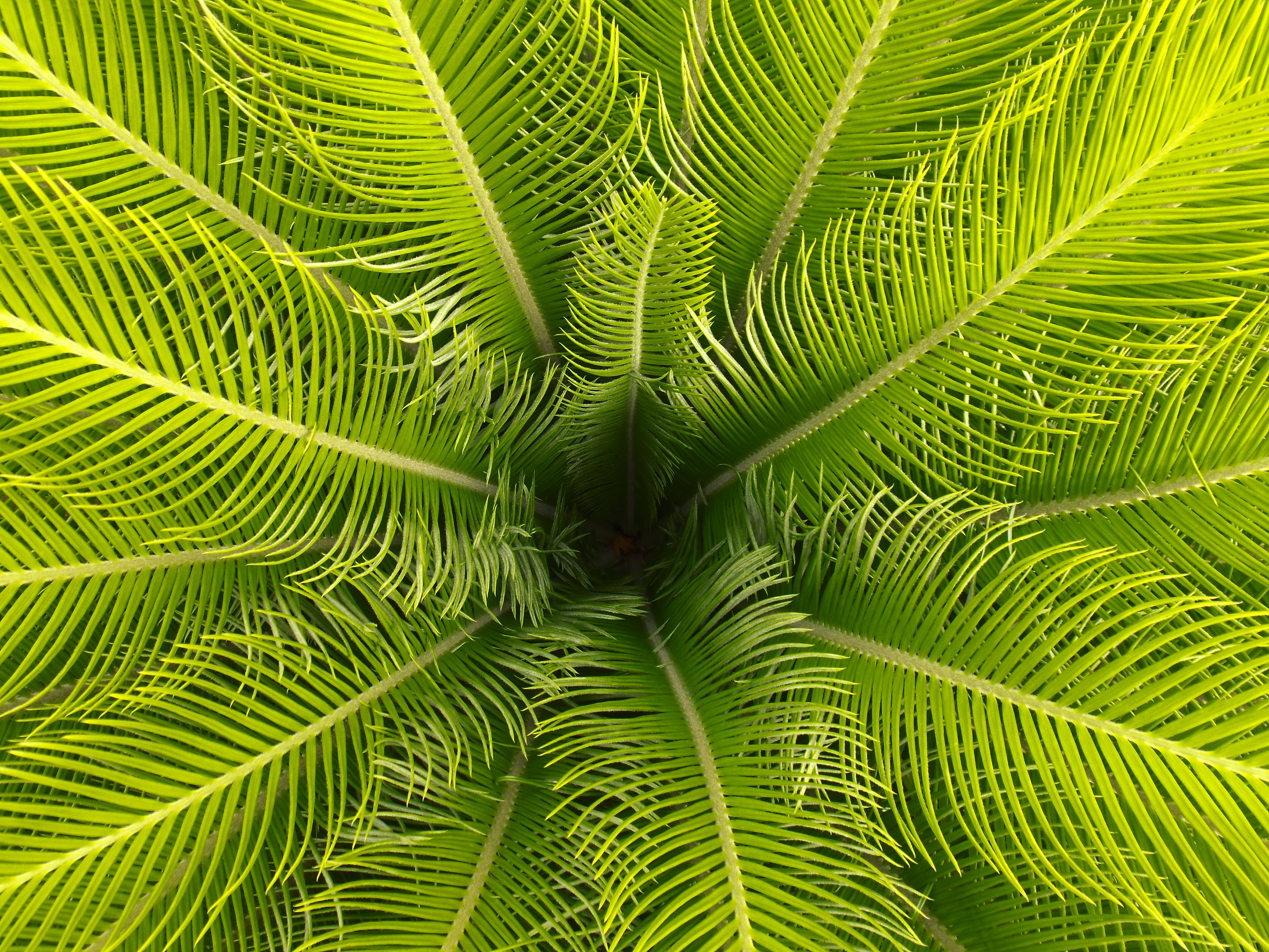 plant, leaf, leaves, palm, green, closeup, 5K, green Color, tree, summer, freshness, growth, photo, nature, tropical Climate, close-up, verde, backgrounds, HD Wallpaper