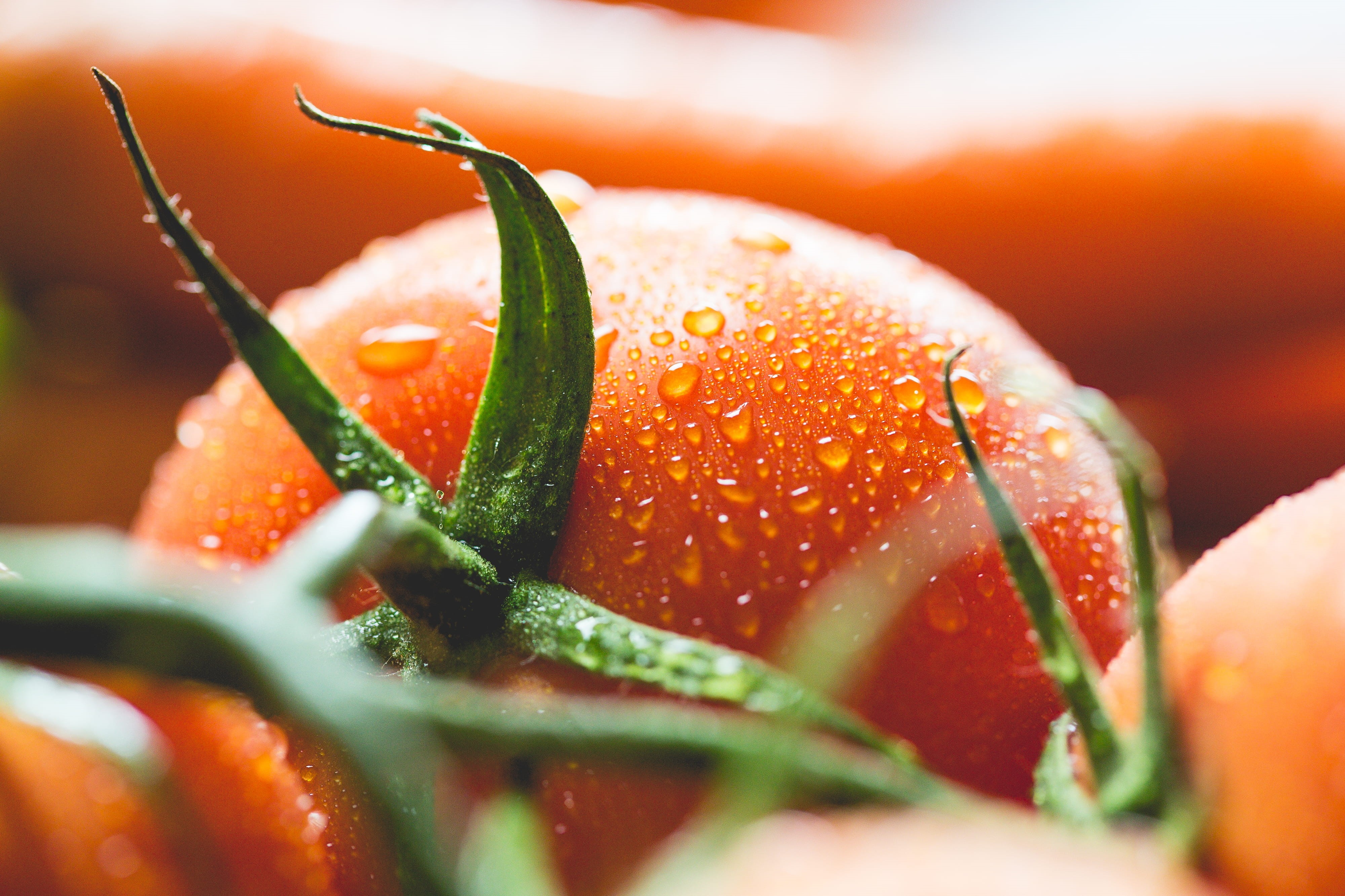 water, Tomato, ripe, flower, Wet, red, fresh, no People, close-up, growth, rain, vitamins, 4K, summer, nature, plant, dew, vegetarian Food, flower head, HD Wallpaper