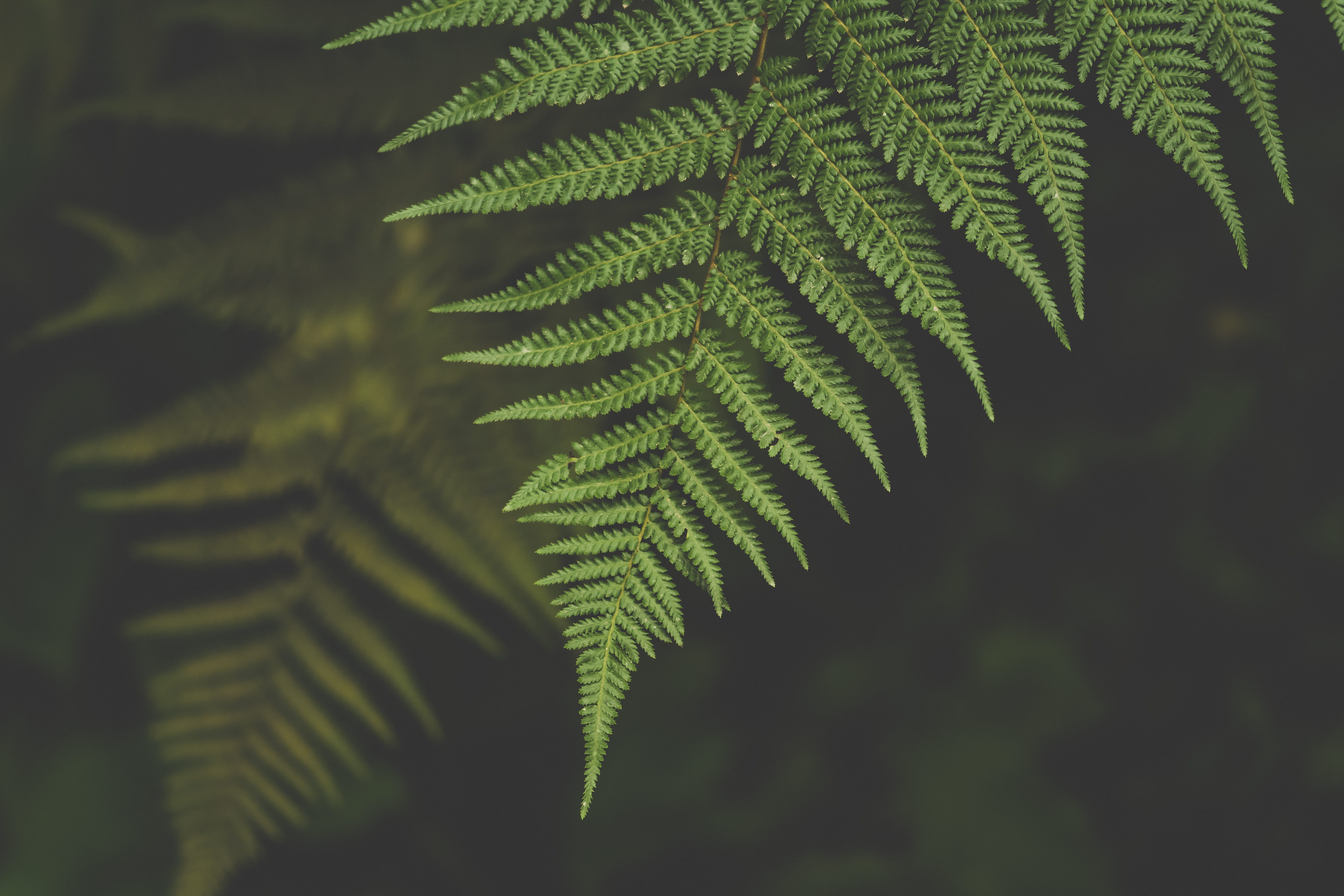 rainforest, selective focus, blur, botanical, garden, day, freshness, flora, lush, plants, background, no people, focus, natural pattern, fern, frond, outdoors, HD Wallpaper