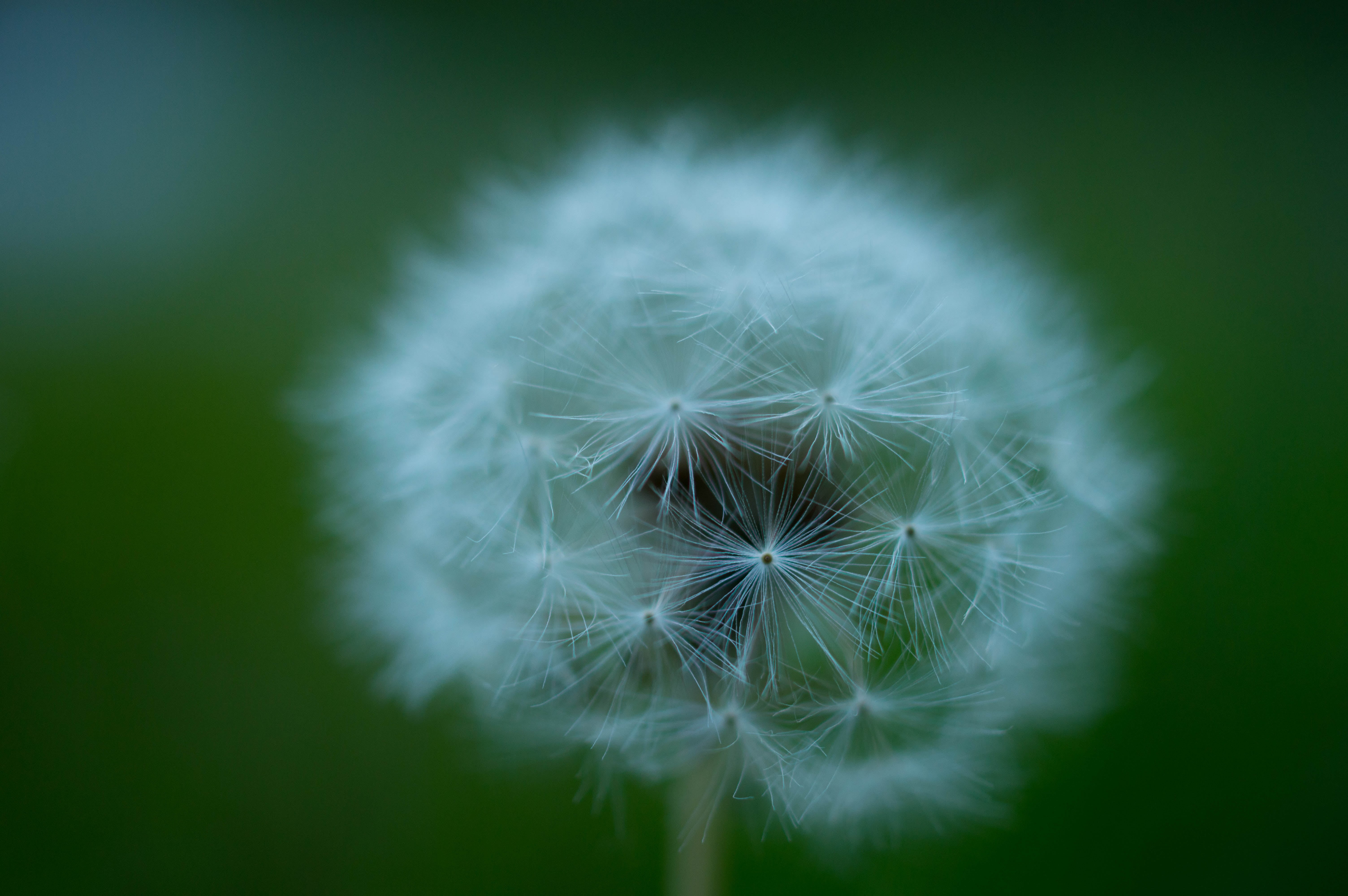 macro, wonderful, focus, Weekend, bokeh, seed, photography, flower, selective focus, summer, nature, plant, green, selective, Dandelion, close-up, fluffy, HD Wallpaper
