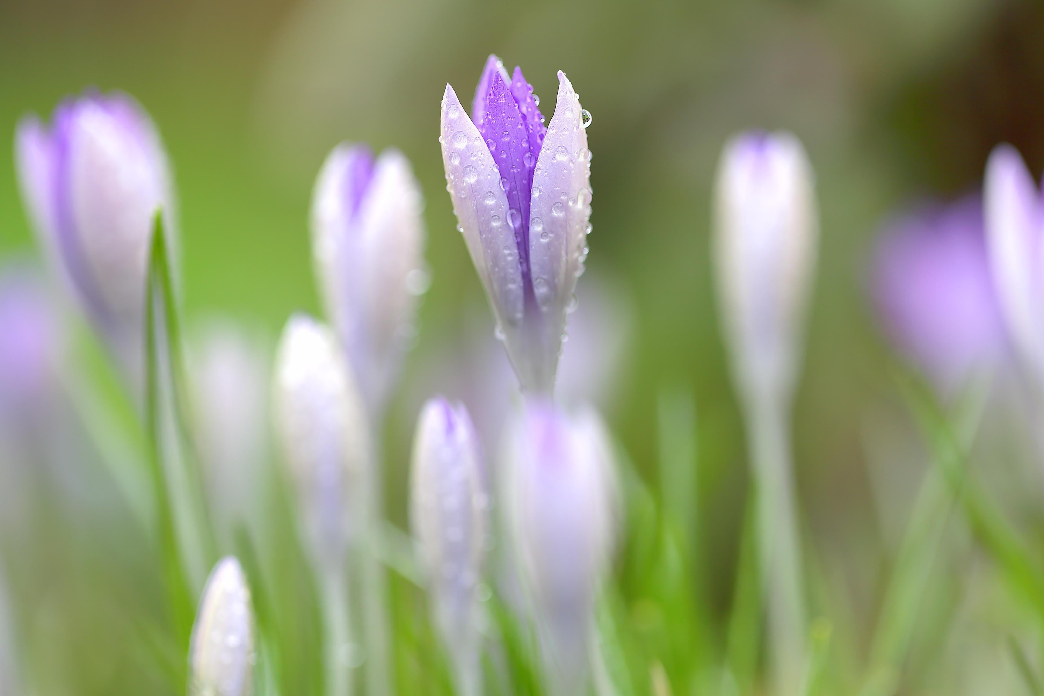 springtime, spring  garden, Pulsatilla, 2K, plant, winter, close-up, gardening, beauty In Nature, focus, selective focus, green Color, purple, nature, HD Wallpaper