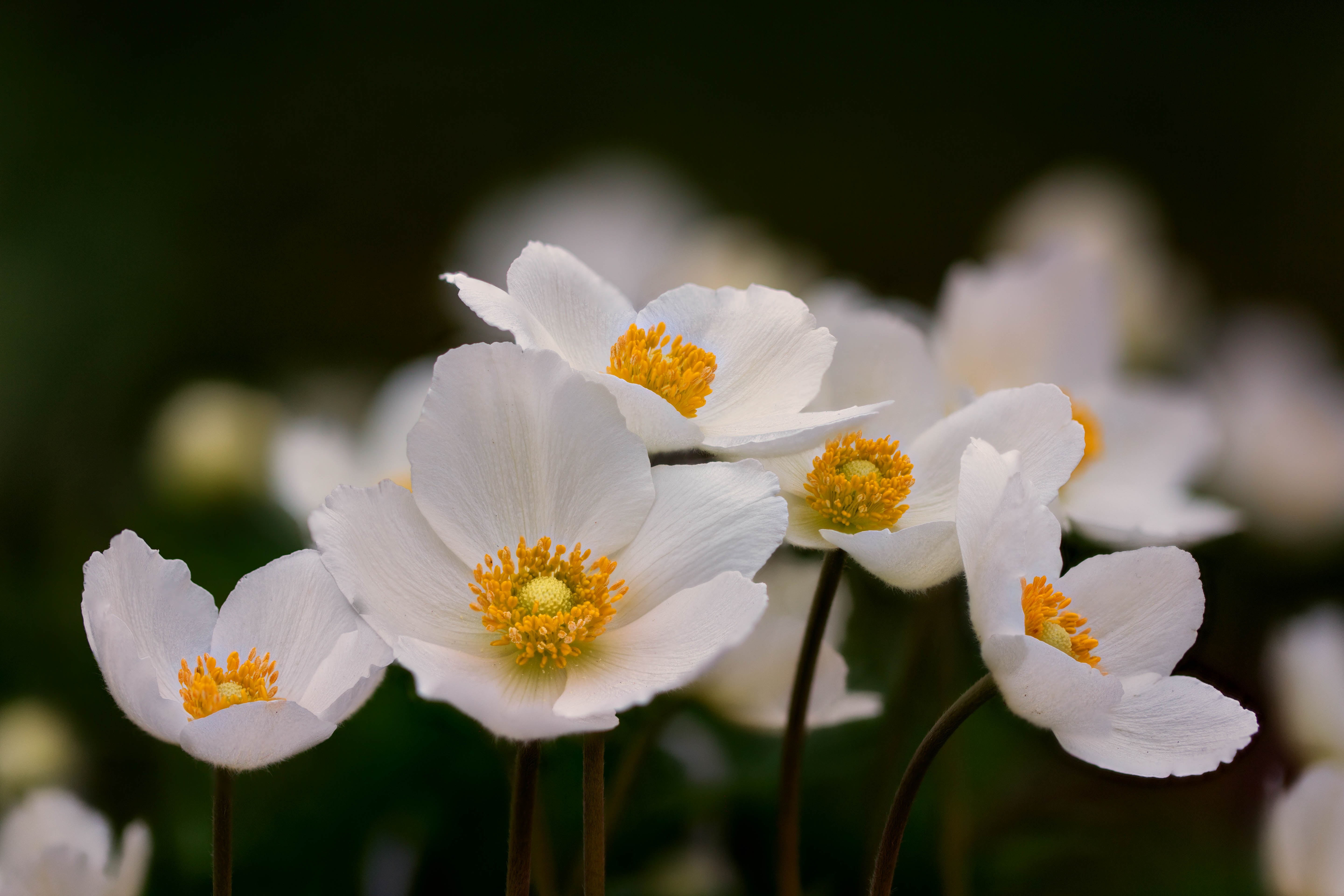 blooms, 5K, Focus Stacking, spring  bloom, flower, selective focus, flowers, Anemones, freshness, anemone, focus, photography, close-up, nature, summer, HD Wallpaper