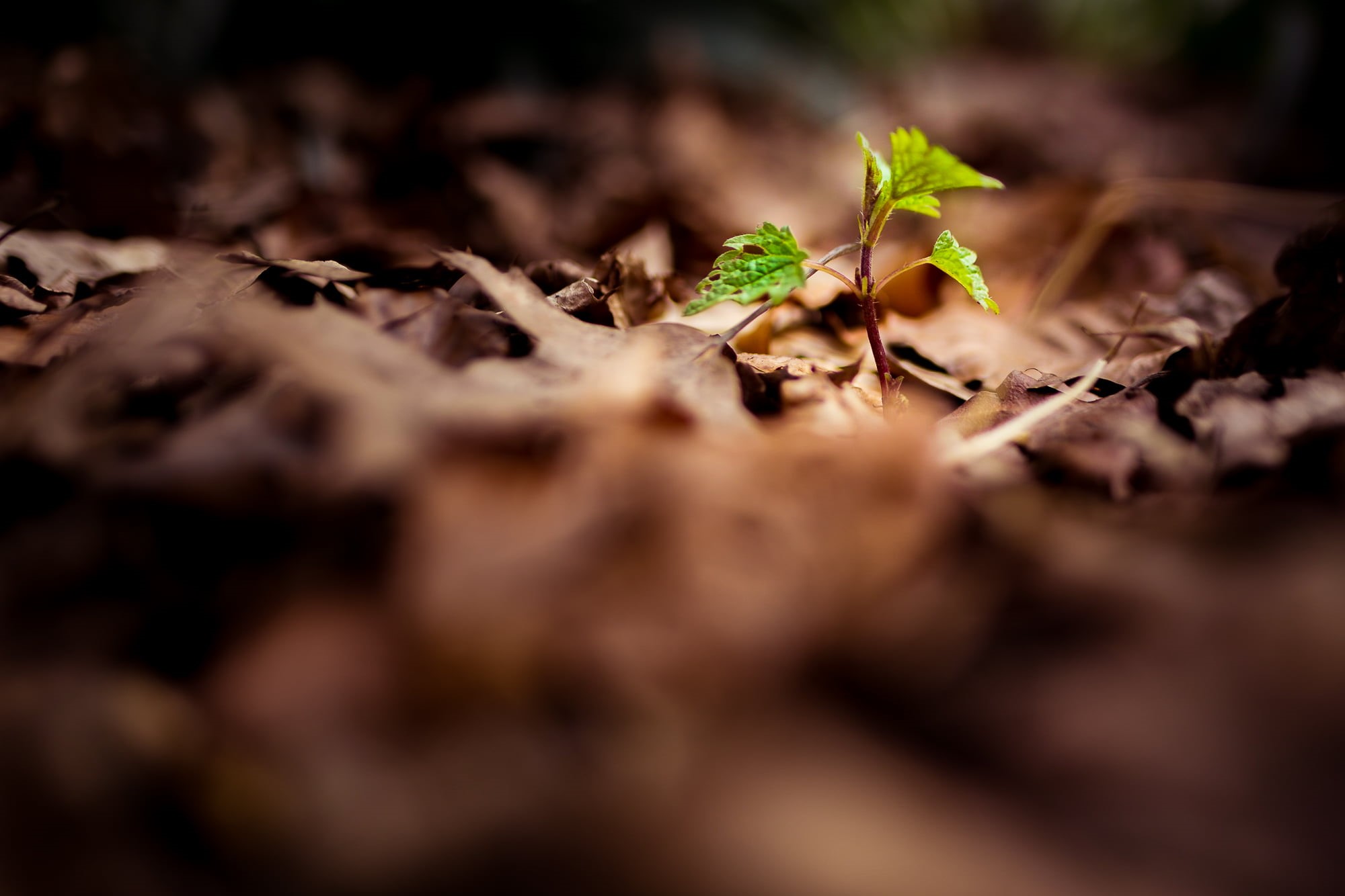 dirt, life, focus, selective focus, canon  6d, photography, park, vc, green Color, leaf, close-up, 1080P, close, green, new Life, plant, grass, selective, HD Wallpaper