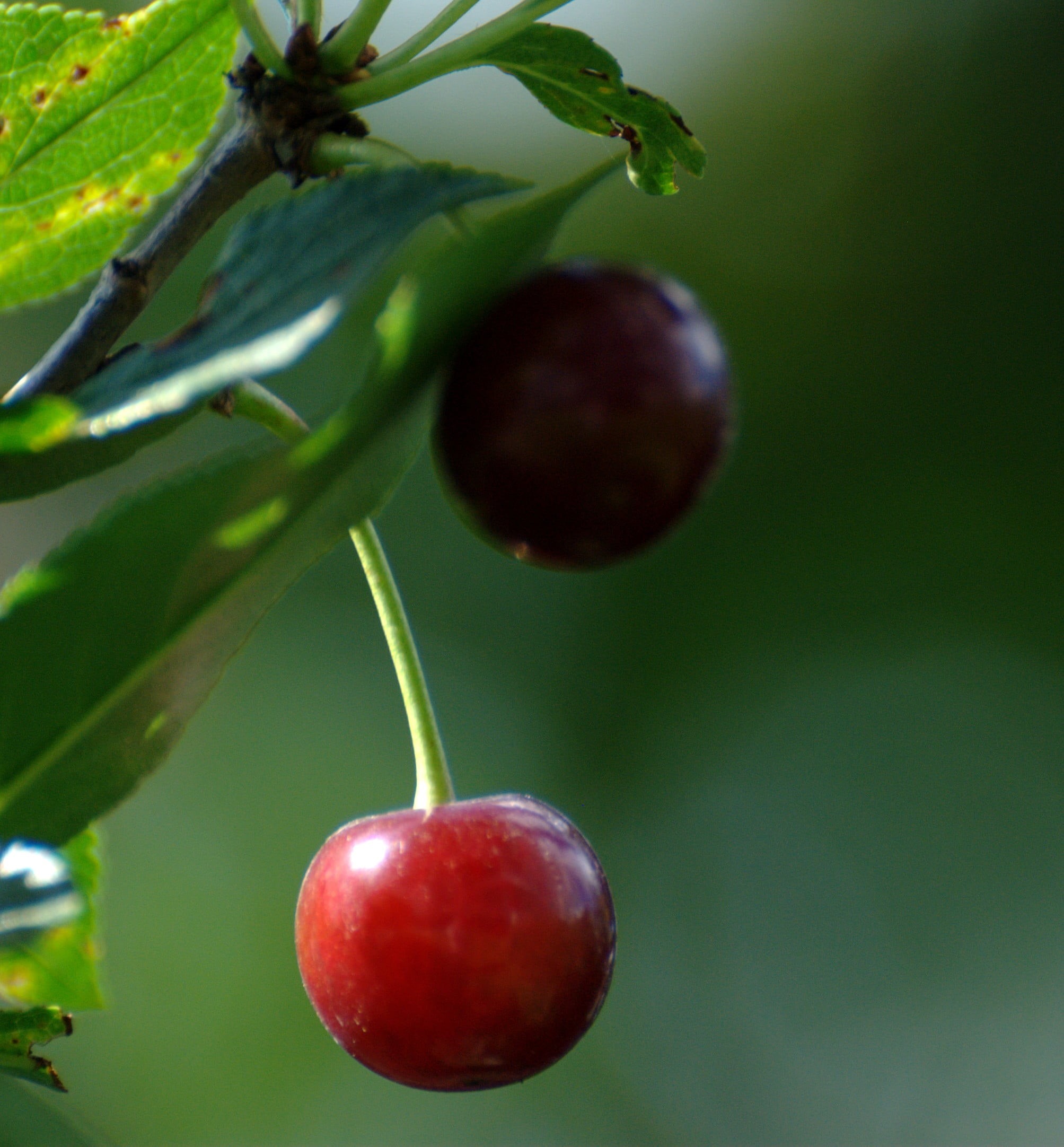 red cherry, nature, 1080P, focus, freshness, red, agriculture, green Color, close-up, fruit, leaf, organic, branch, plant, photography, Nikon  D80, food, Phone HD Wallpaper