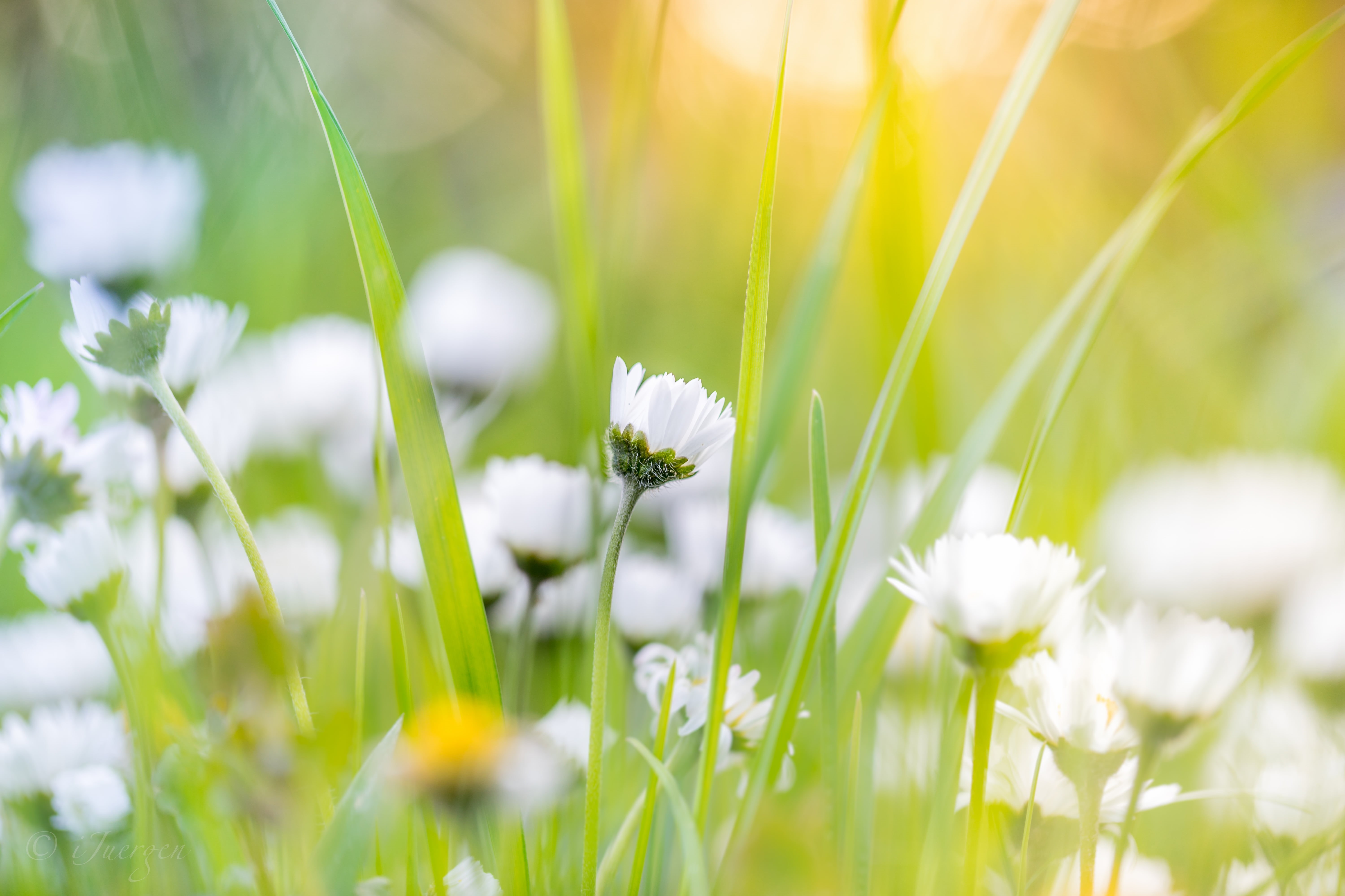 photography, green, petal, Summer, white, spring, season, focus, green Color, selective focus, nature, close-up, freshness, beauty In Nature, plant, springtime, HD Wallpaper