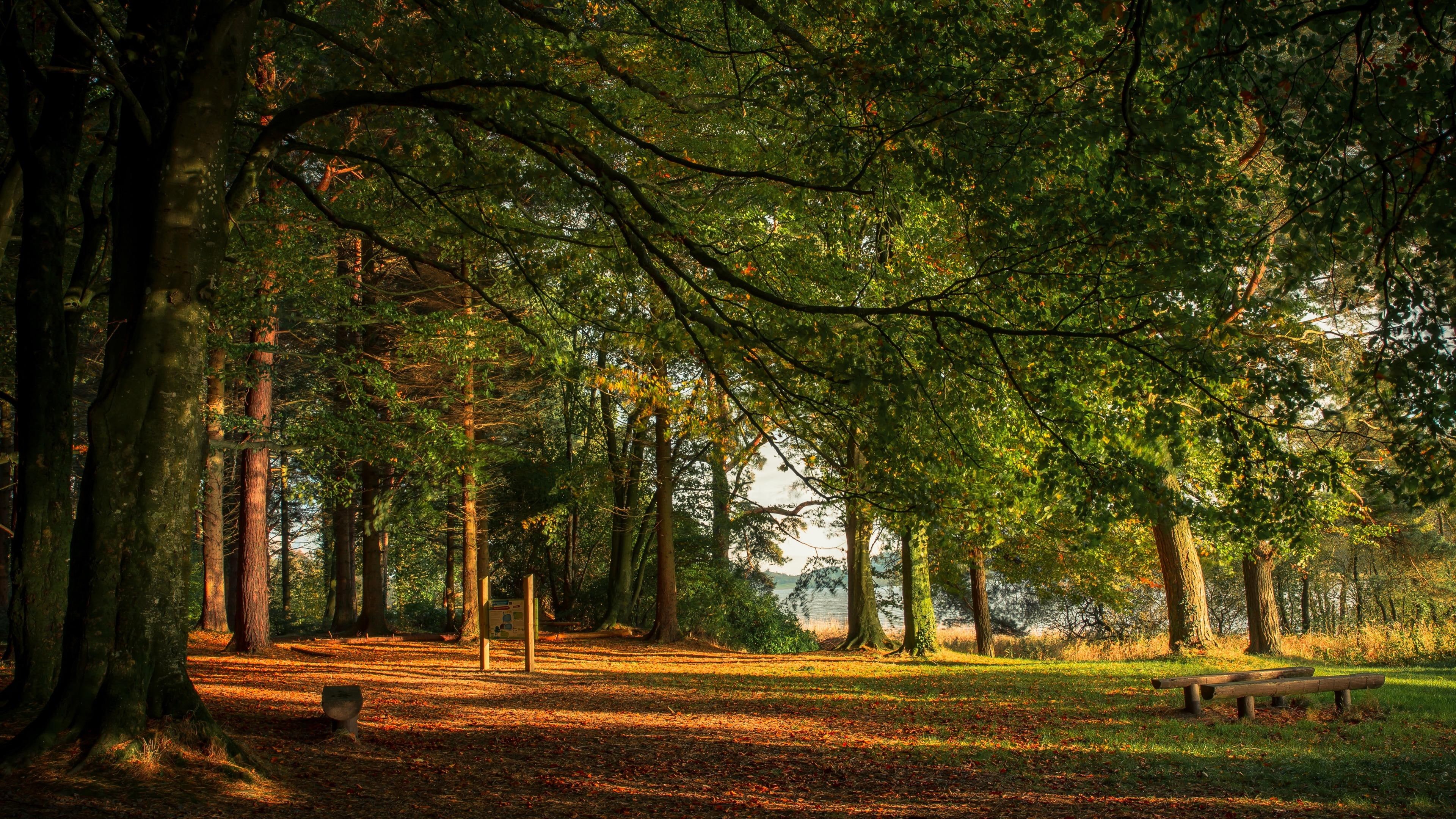 europe, nature, park, woodland, deciduous, woods, 4K, ireland, castleblayney, forest, tree, benches, vegetation, grove, quiet, path, HD Wallpaper