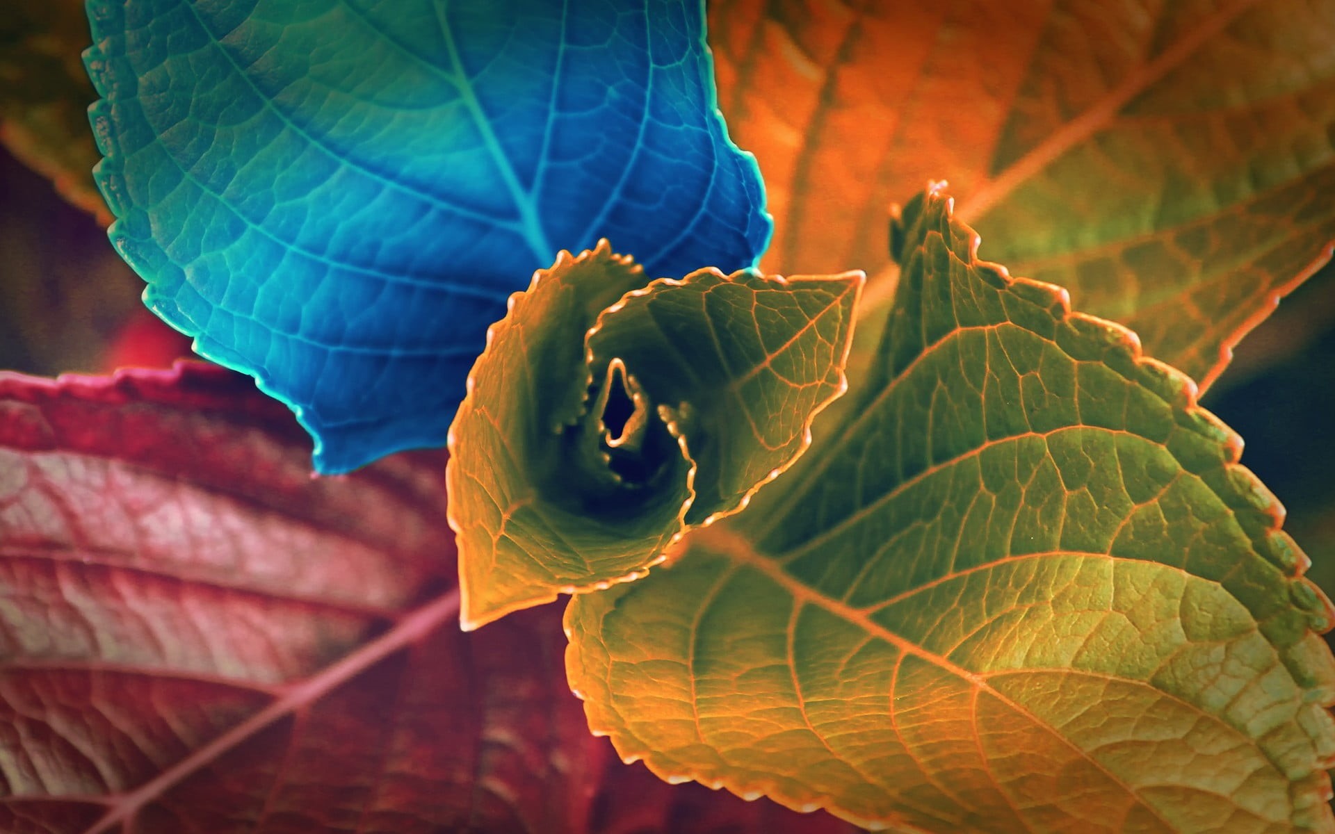 purple, focus on foreground, beauty in nature, close-up, vulnerability, plant part, no people, nature, colorful, macro, red, growth, leafed, freshness, HD Wallpaper