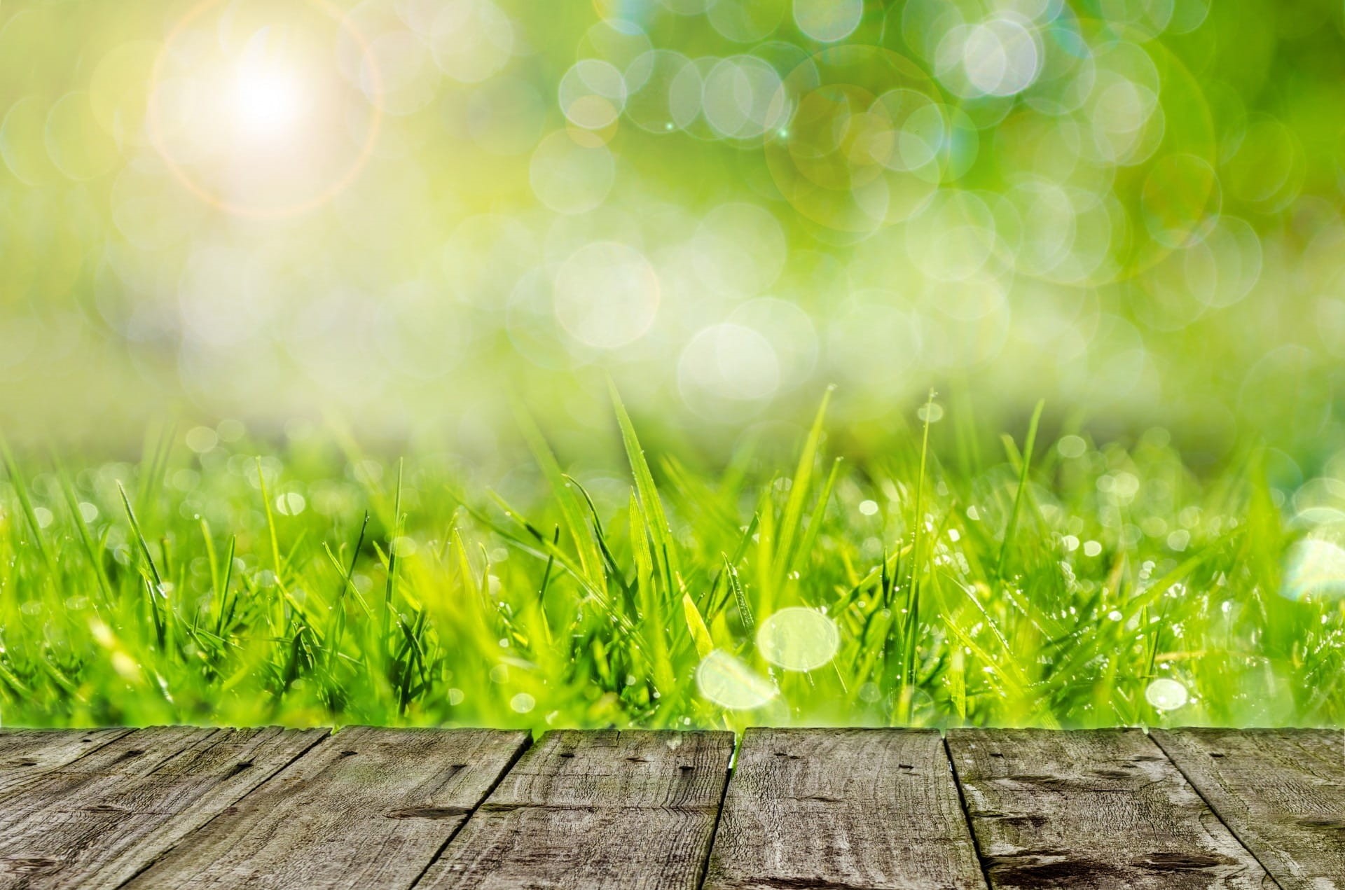 springtime, green grass, beauty in nature, background, summer, outdoors, circle, environment, grassland, sunlight, close-up, grass, clear, selective focus, HD Wallpaper