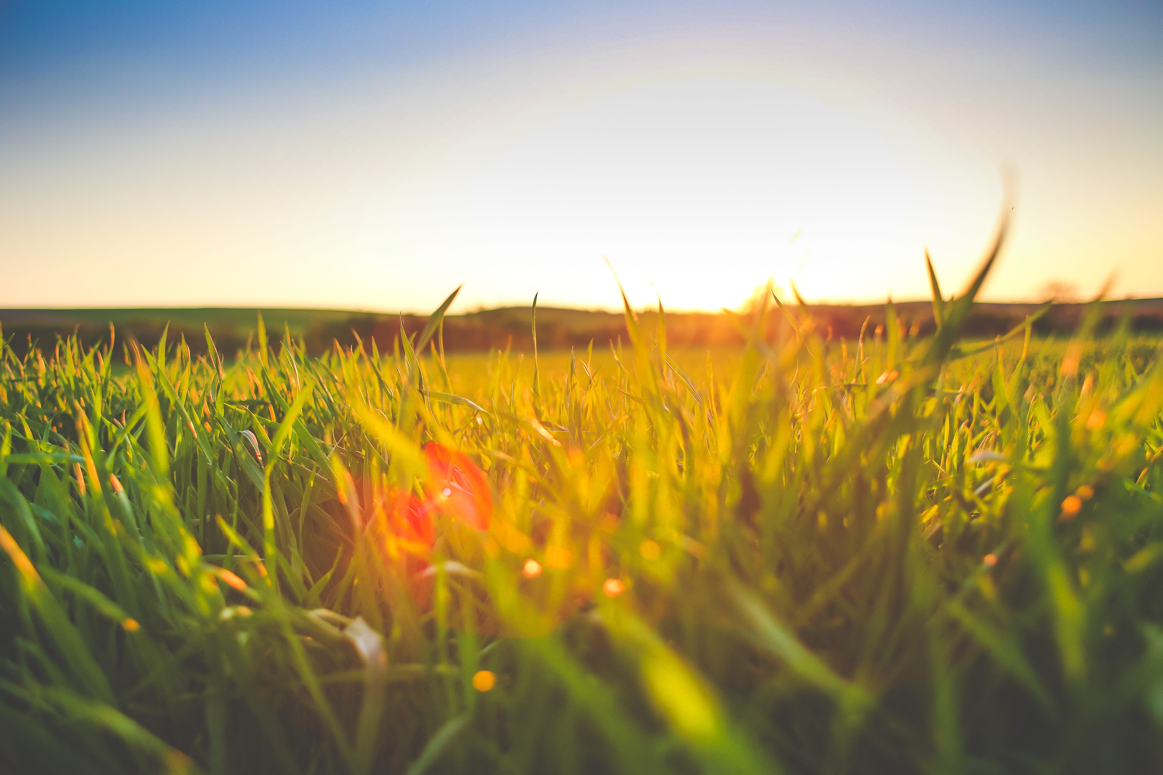 selective focus, plant, backgrounds, surface level, nature, environment, Sunset, Grass, sun, field, sunlight, land, vibrant Color, green Color, rural Scene, HD Wallpaper
