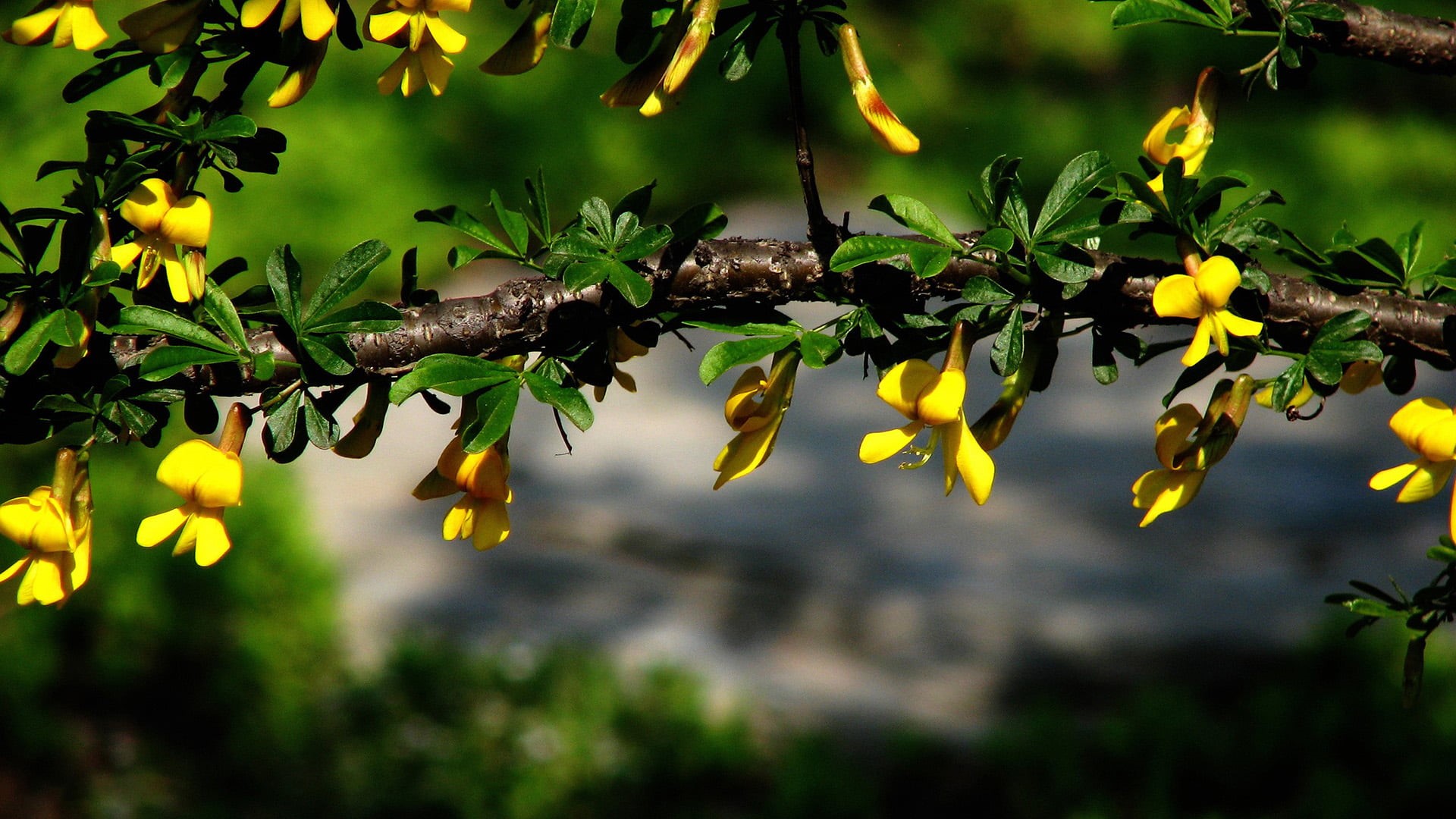 beauty in nature, branches, summer, plant part, environment, invertebrate, animals in the wild, blossom, spring, oak, no people, yellow, flower, day, animal wildlife, HD Wallpaper
