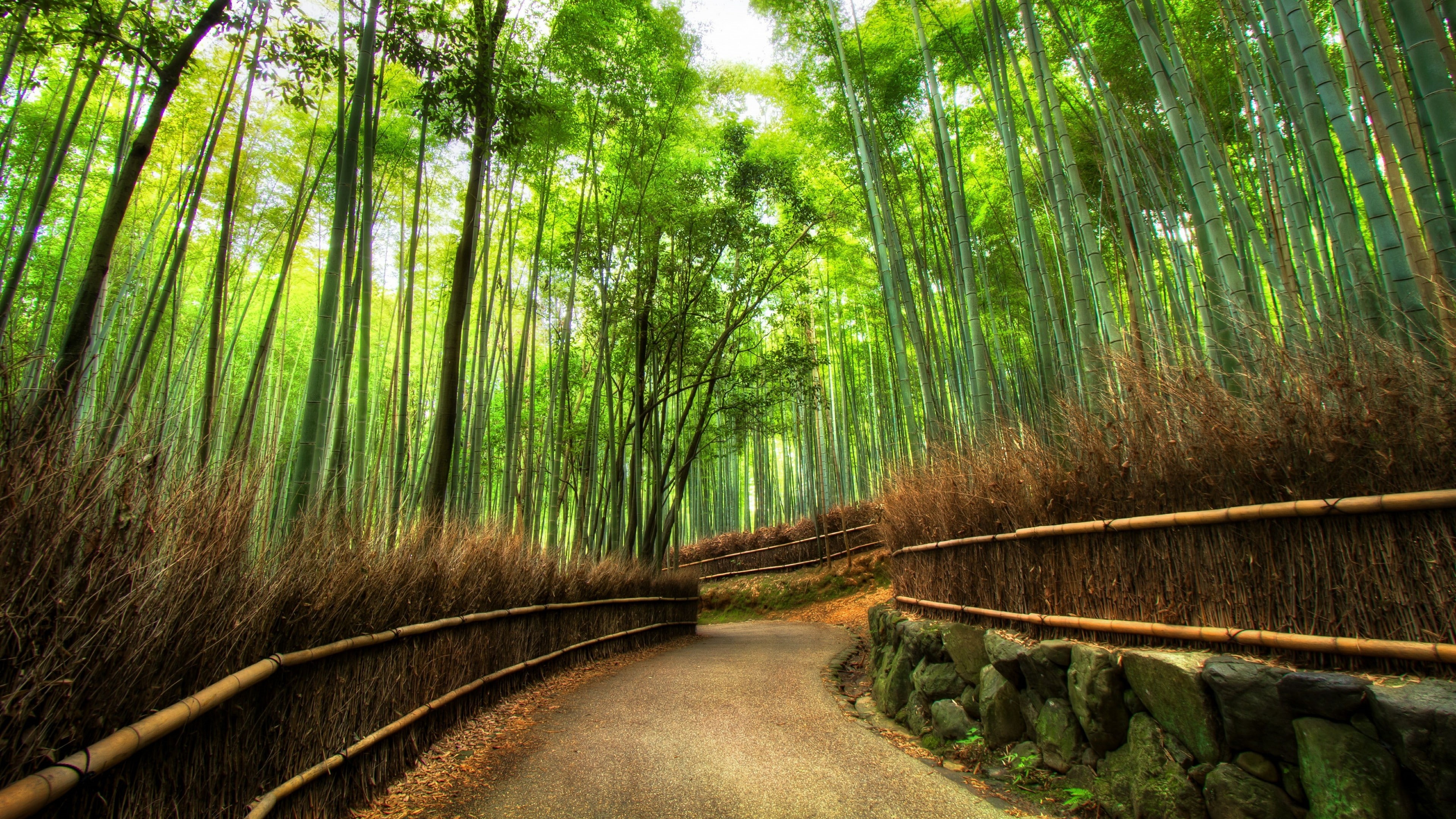 pathway, jungle, nature, green, path, sunlight, vegetation, bamboo forest, 4K, woodland, grove, bamboo, tree, forest, HD Wallpaper