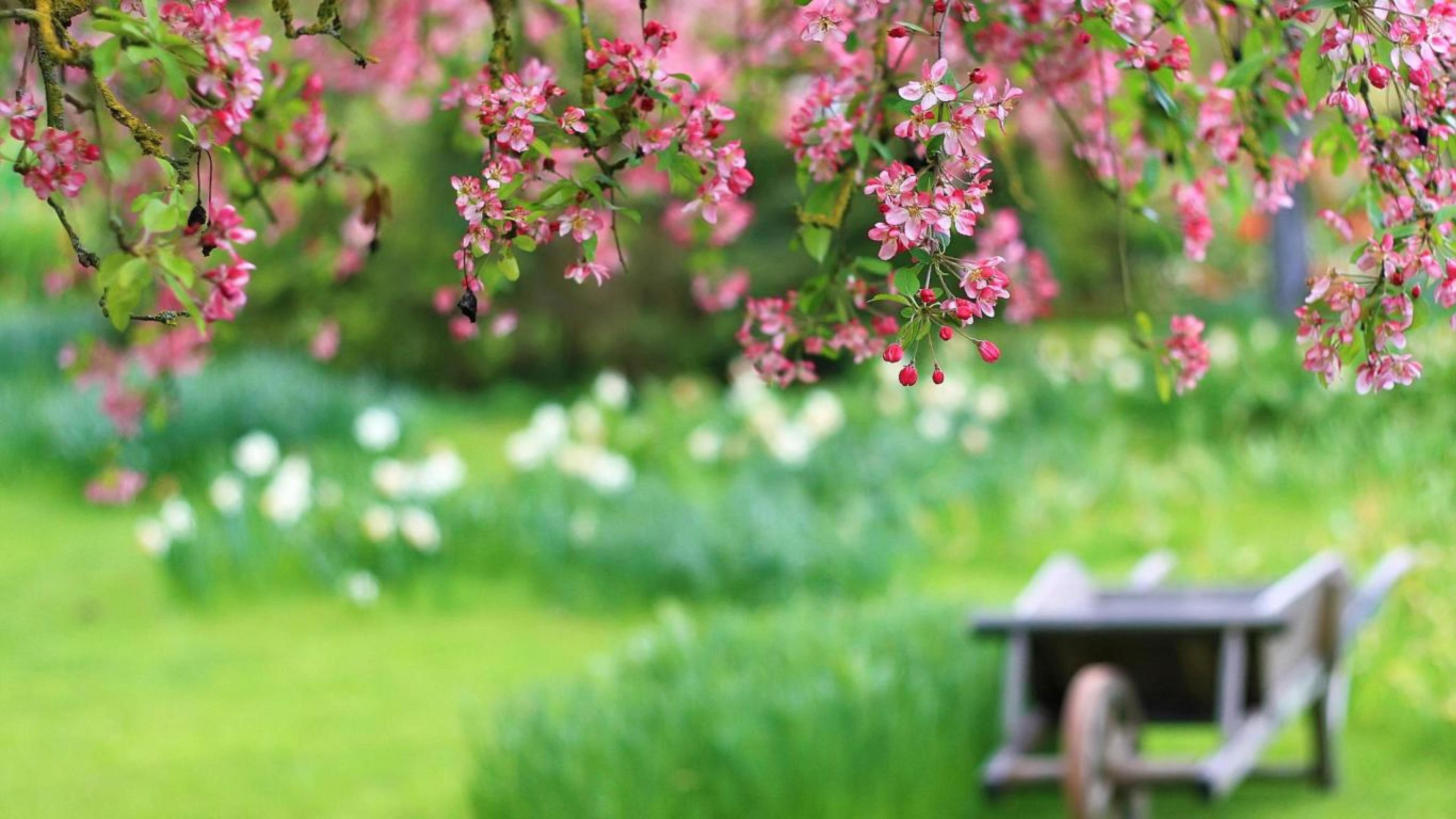 yard, ornamental garden, color, flowers, formal garden, no people, plant, growth, seasonal, leaves, selective focus, flower, landscape, oak, food and drink, HD Wallpaper