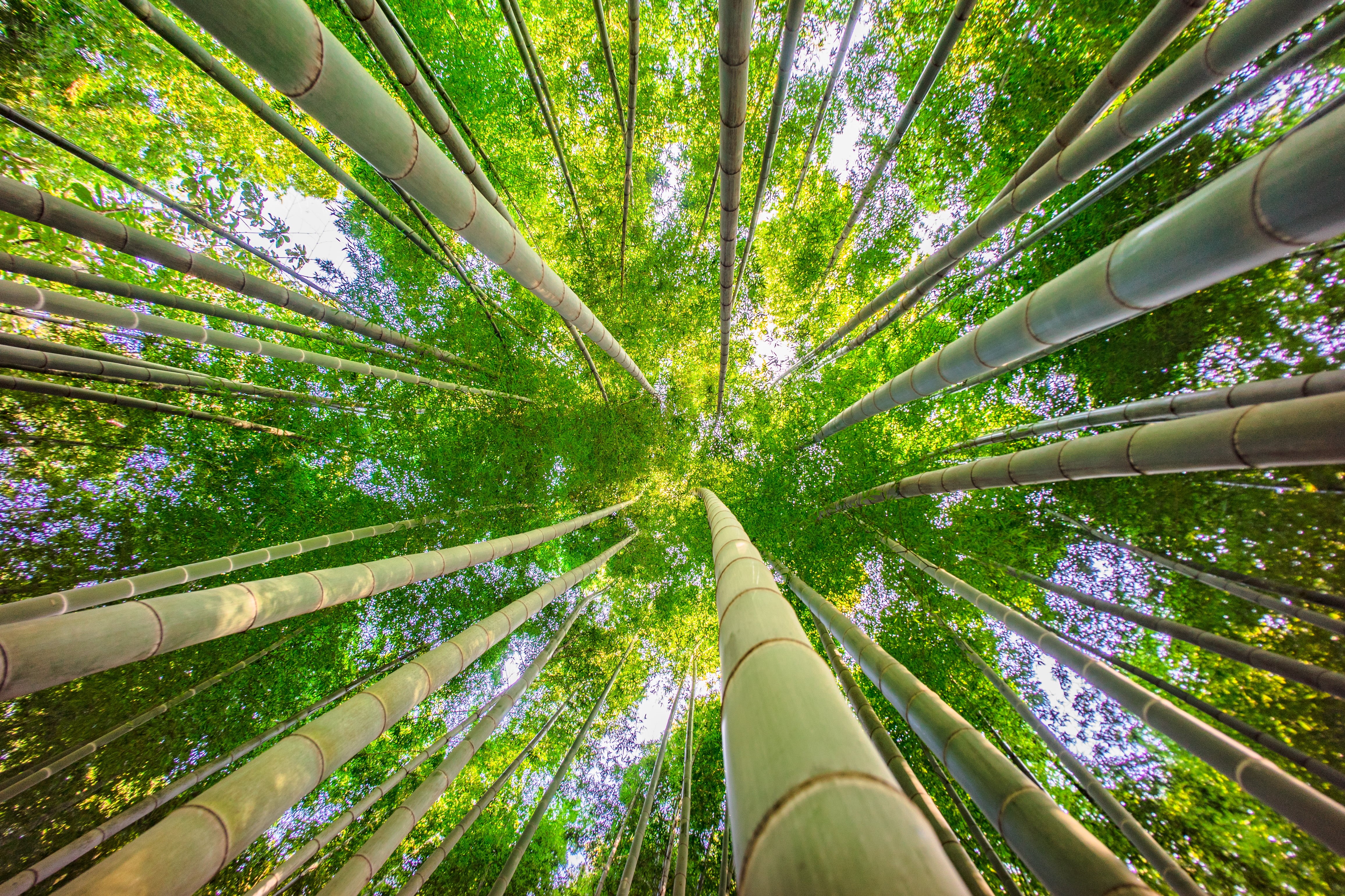 plant, green Color, trees, 4K, tall - High, leaf, forest, ant, ILCE-7M2, bamboo - Plant, bamboo Grove, growth, outdoors, F4.5, view, nature, tree, Yokohama, HD Wallpaper