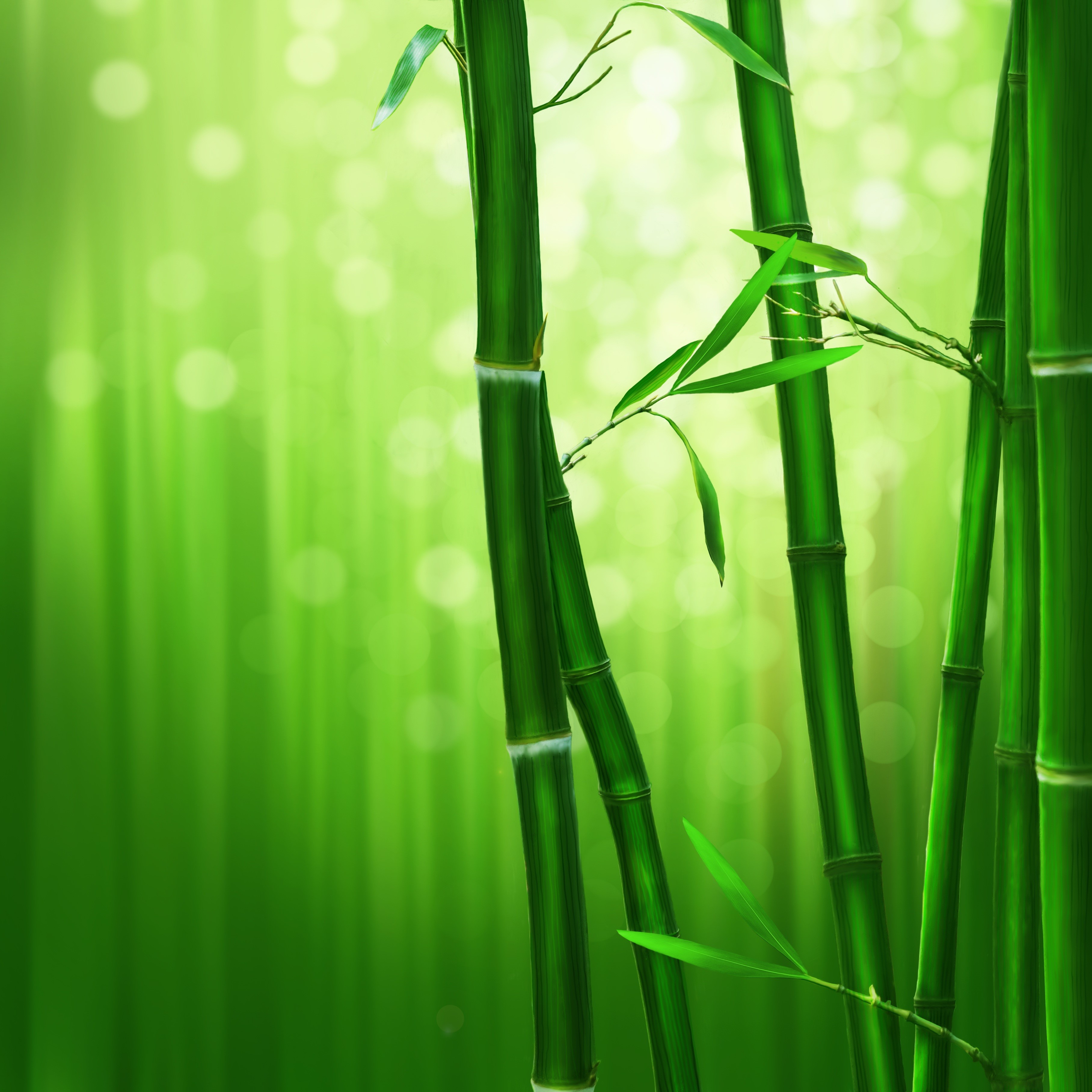 bamboo - Plant, tree, beauty in nature, plant stem, day, green, outdoors, digital, plant, 2K, bamboo Leaf, no people, grass, environment, water, selective focus, Phone HD Wallpaper