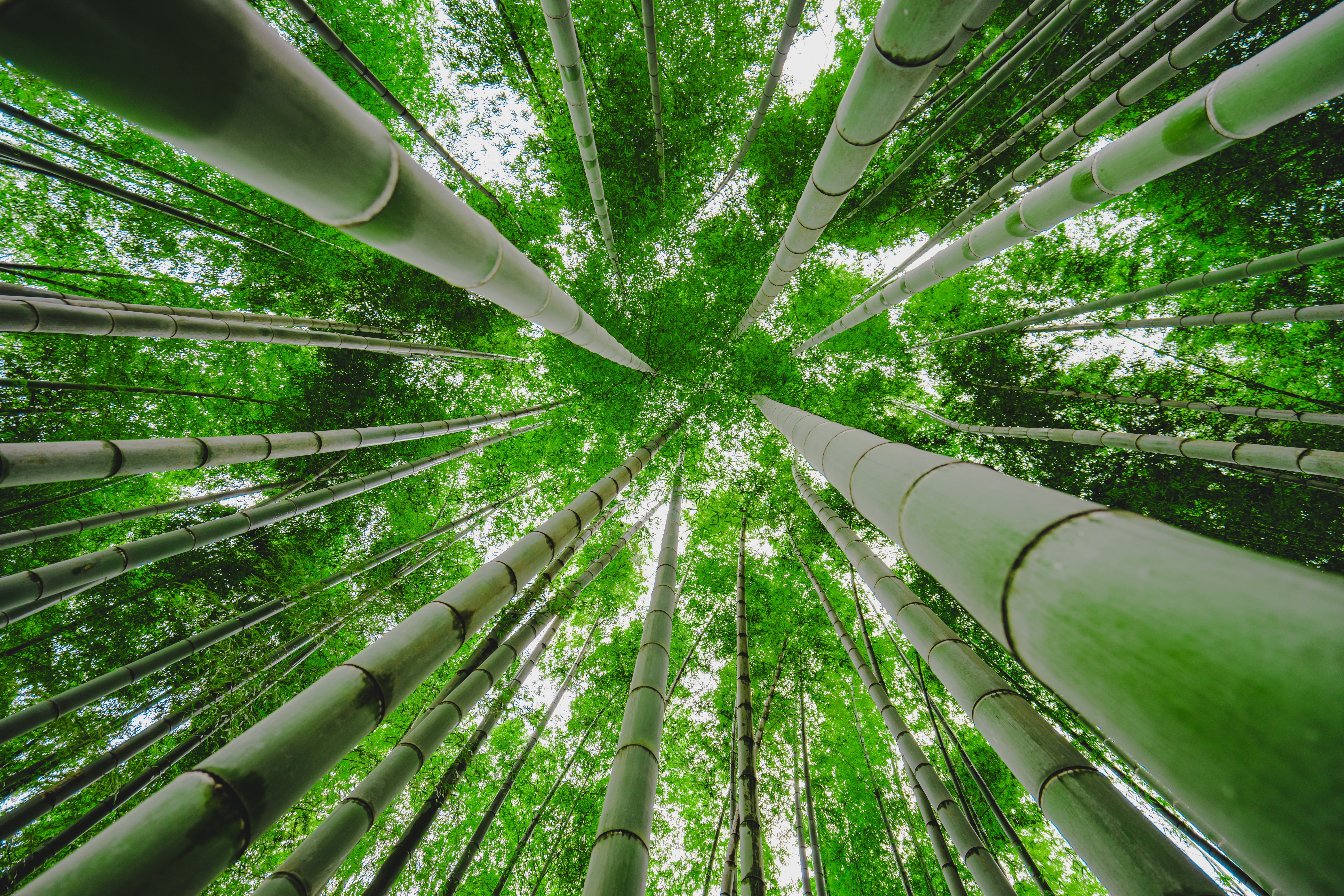 Yokohama, 5K, 35mm, green bamboo, forest, Looking up, plant, forest  green, ZA, bamboo - Plant, trees, view, cho, photography, jangle, worms, green, growth, HD Wallpaper
